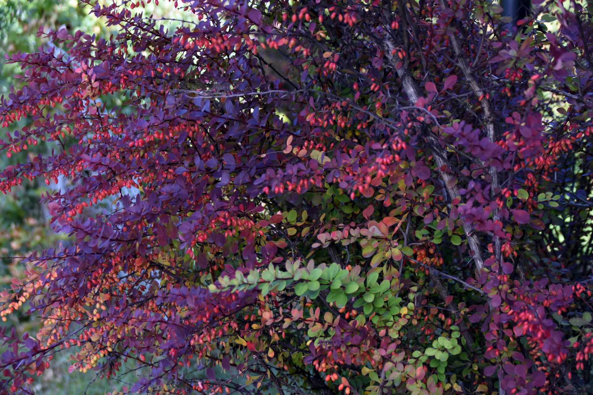 Autumn Bush