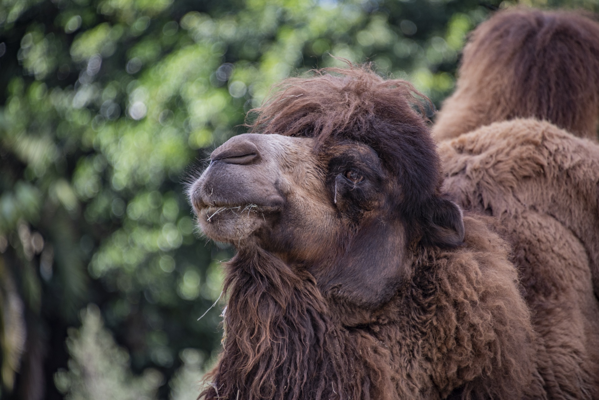 Hairy Camel