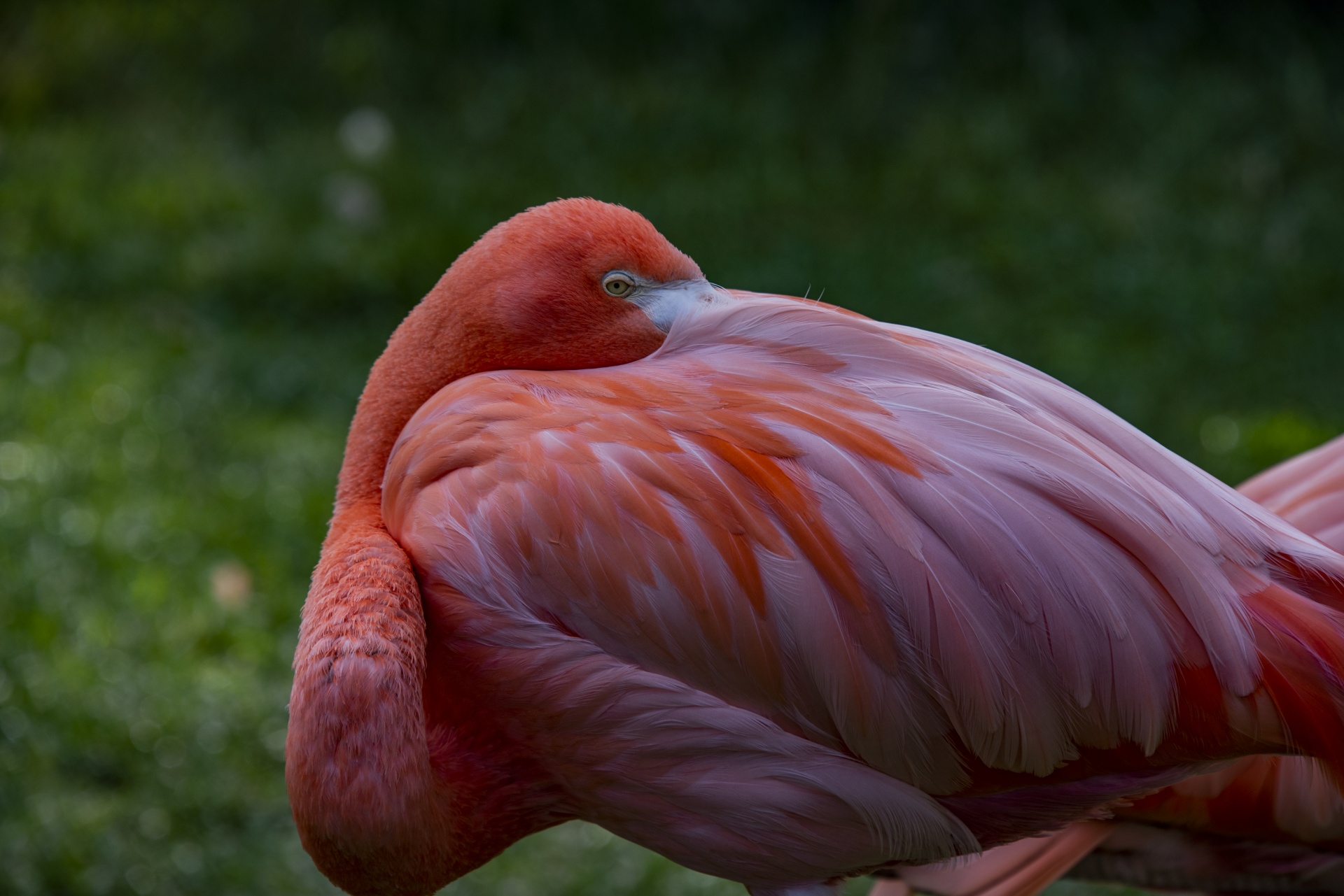 Flamingo rusten