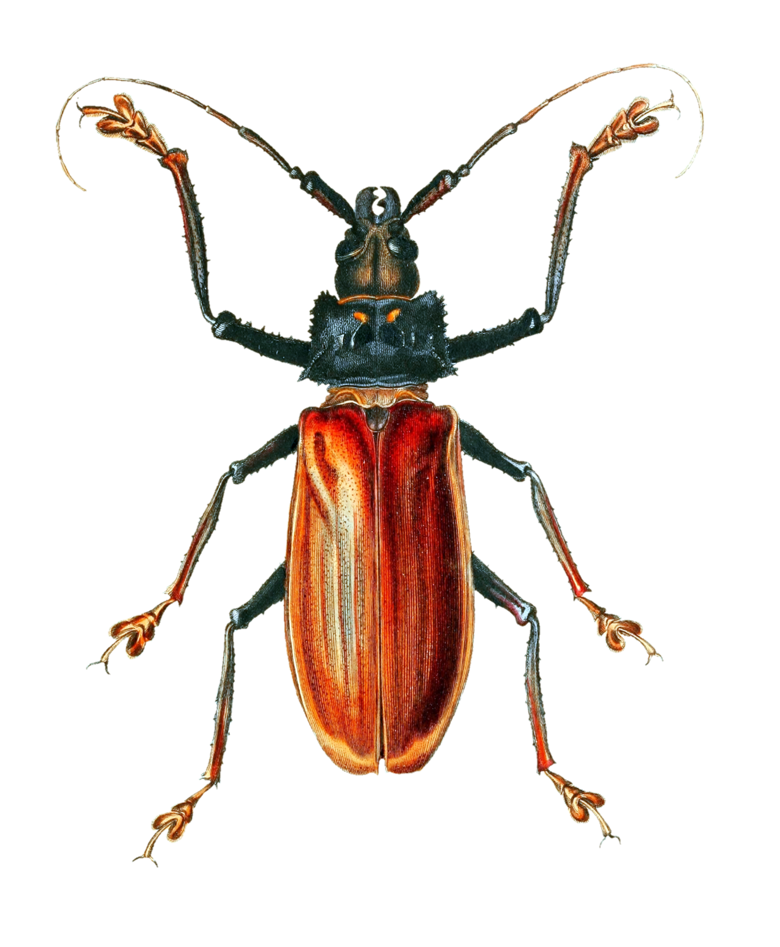 Arte vintage de escarabajo insecto