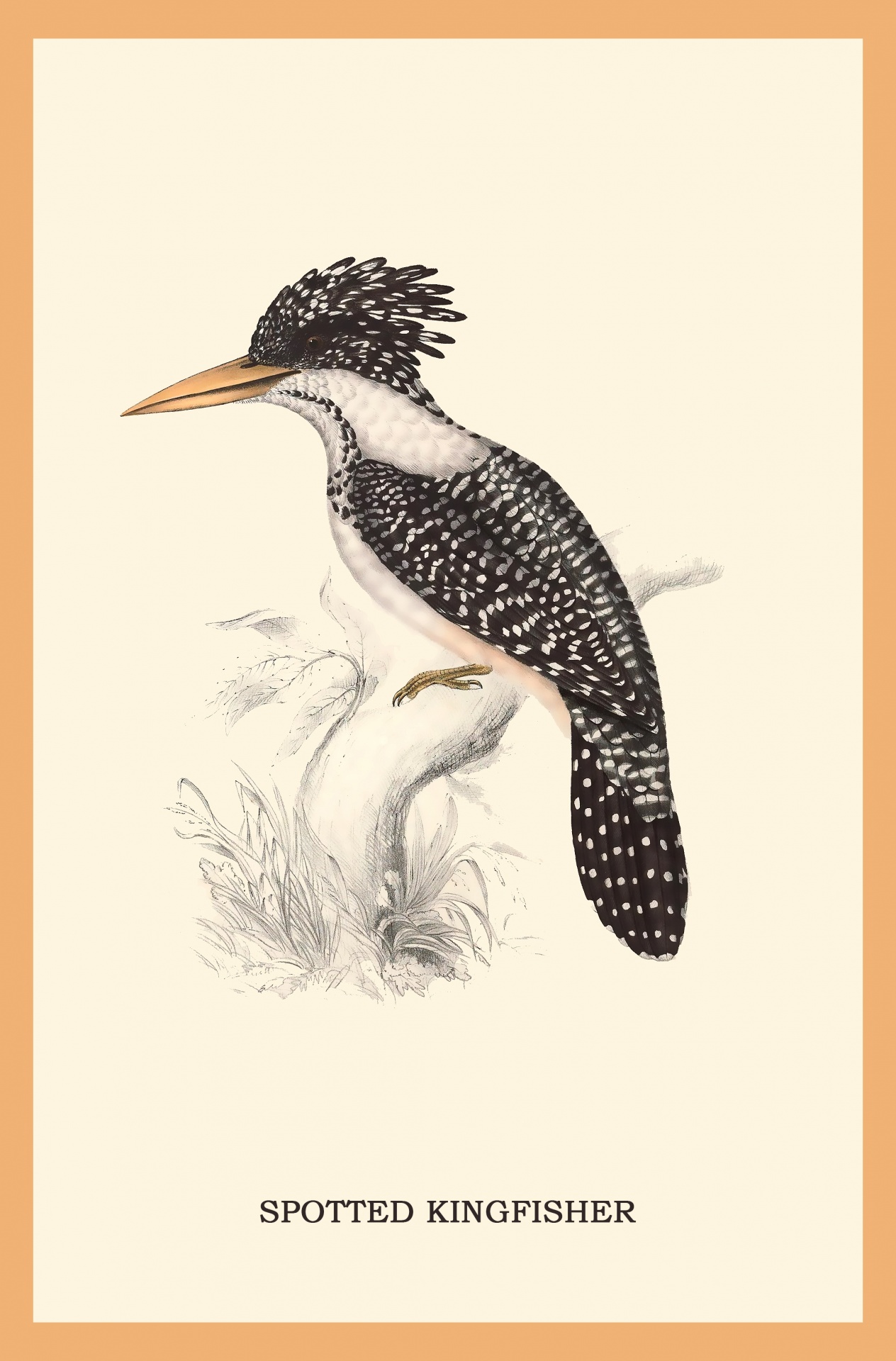 Kingfisher Vintage Bird Poster