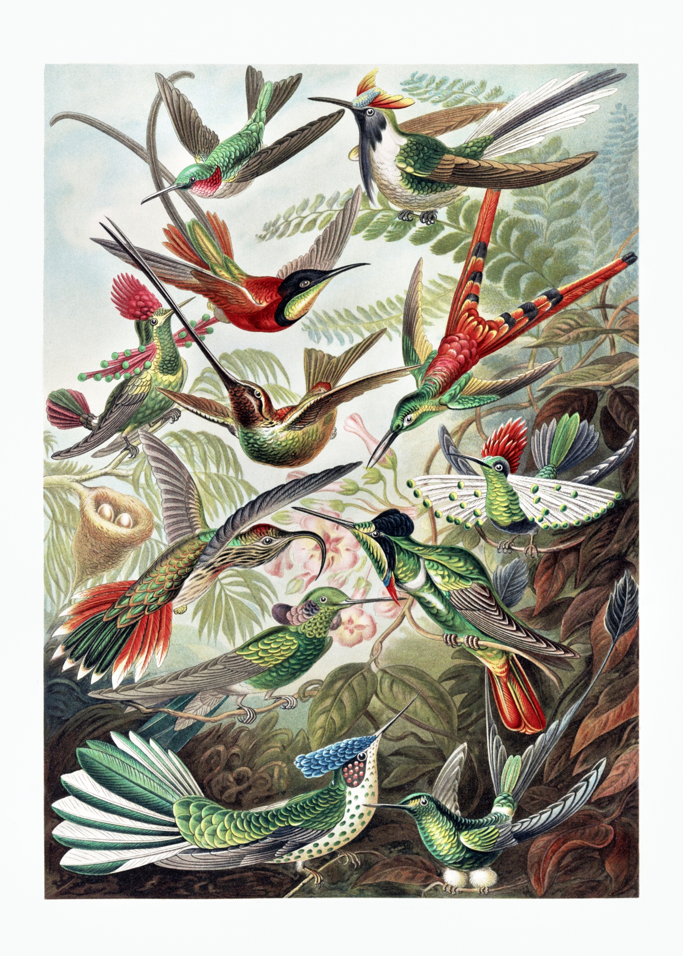 Hummingbird nectar vogels vintage
