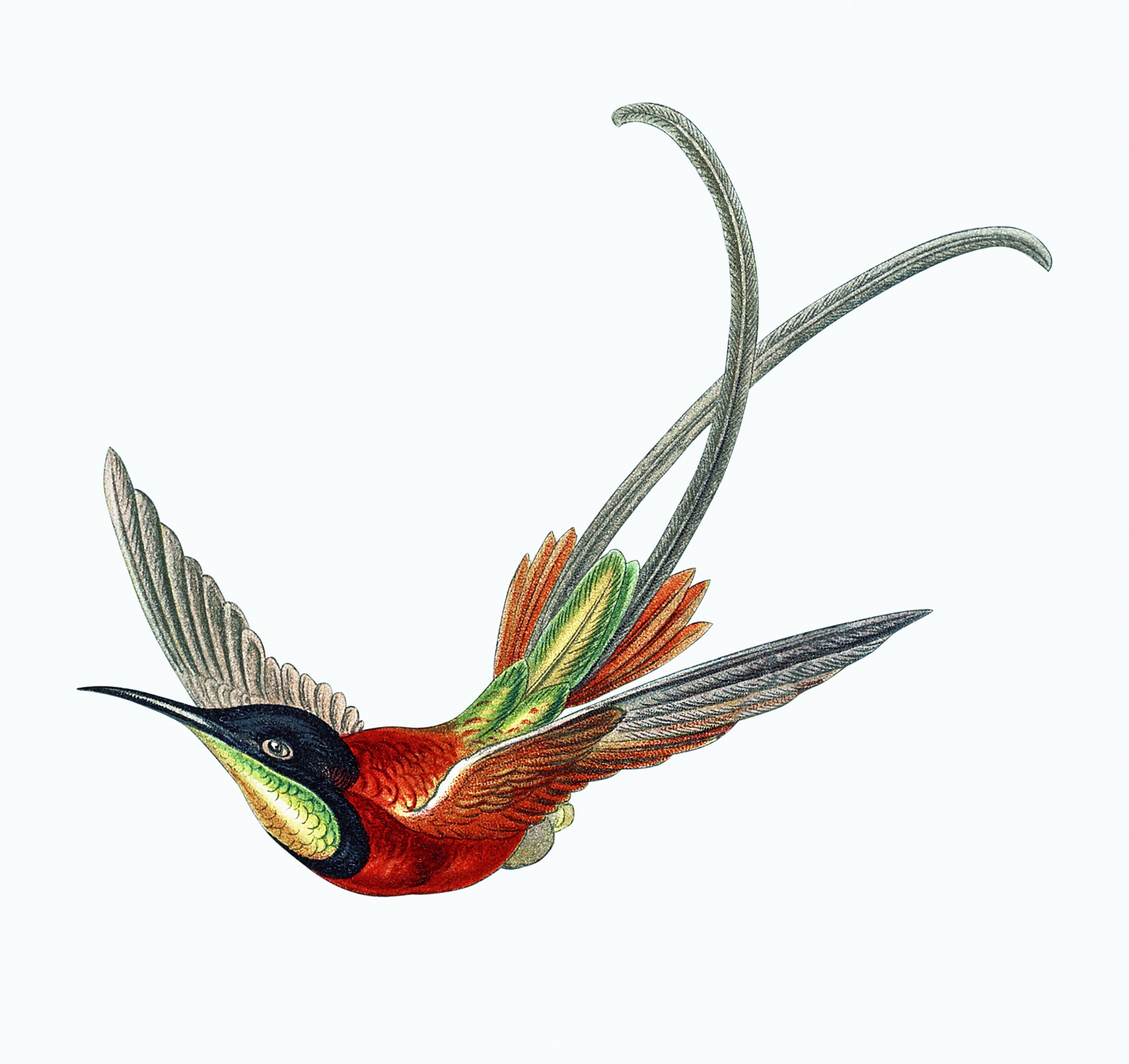 Arte vintage de pájaro colibrí