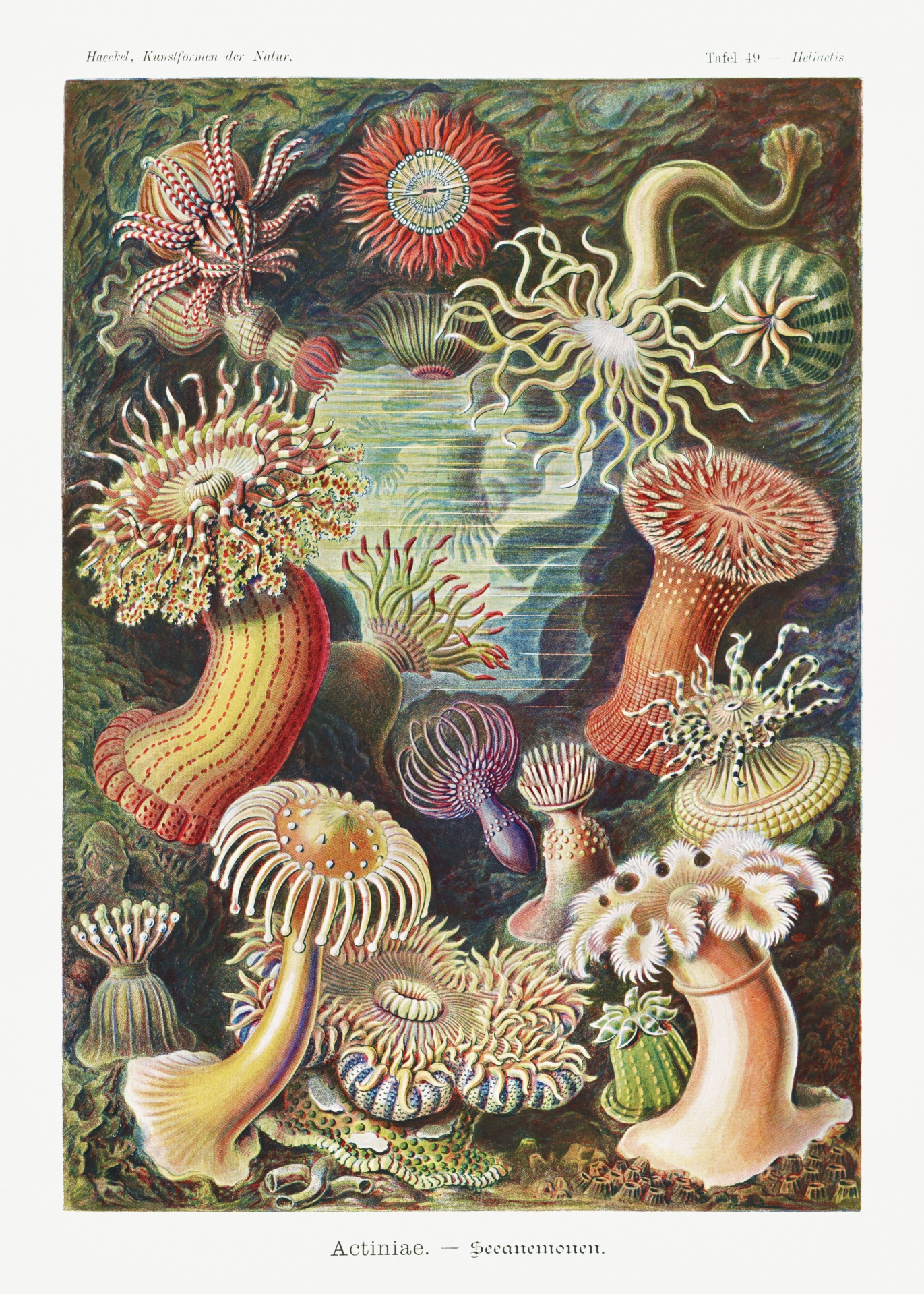 Coral anemones ocean vintage
