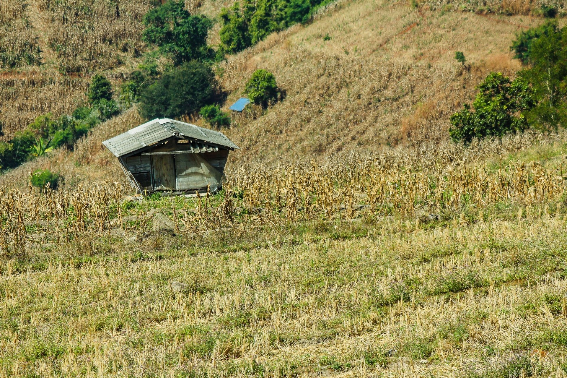 Landscape Rice Fields Maejam Chiangmai
