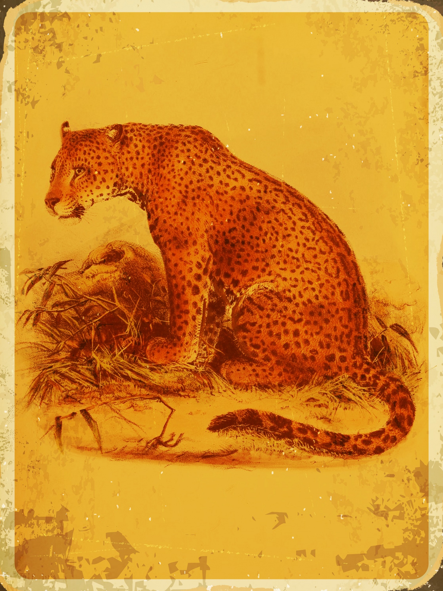 Leopardo vintage