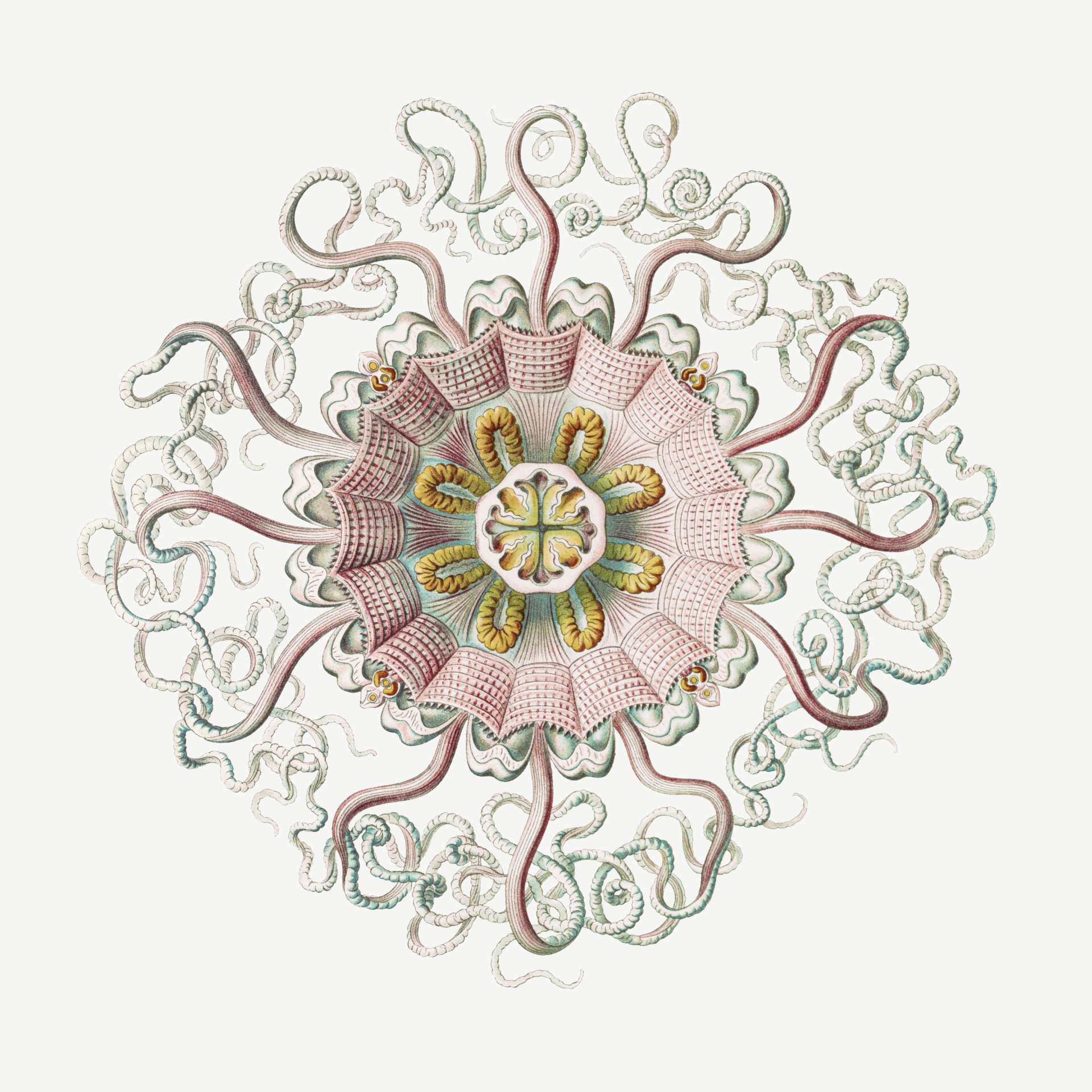 Námořní medúzy vintage umění