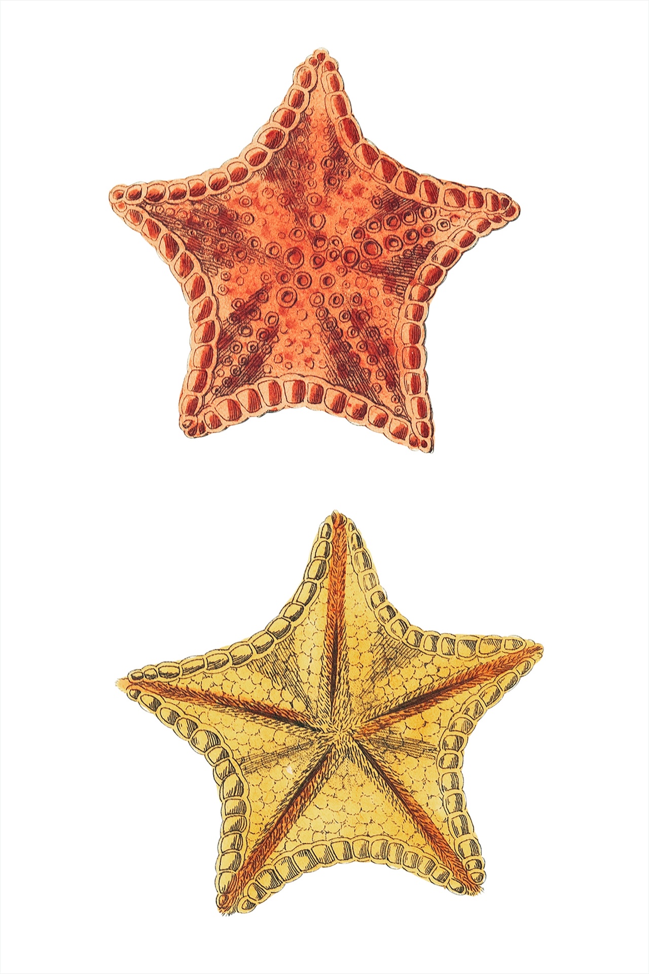 Arte vintage de estrellas de mar marítim