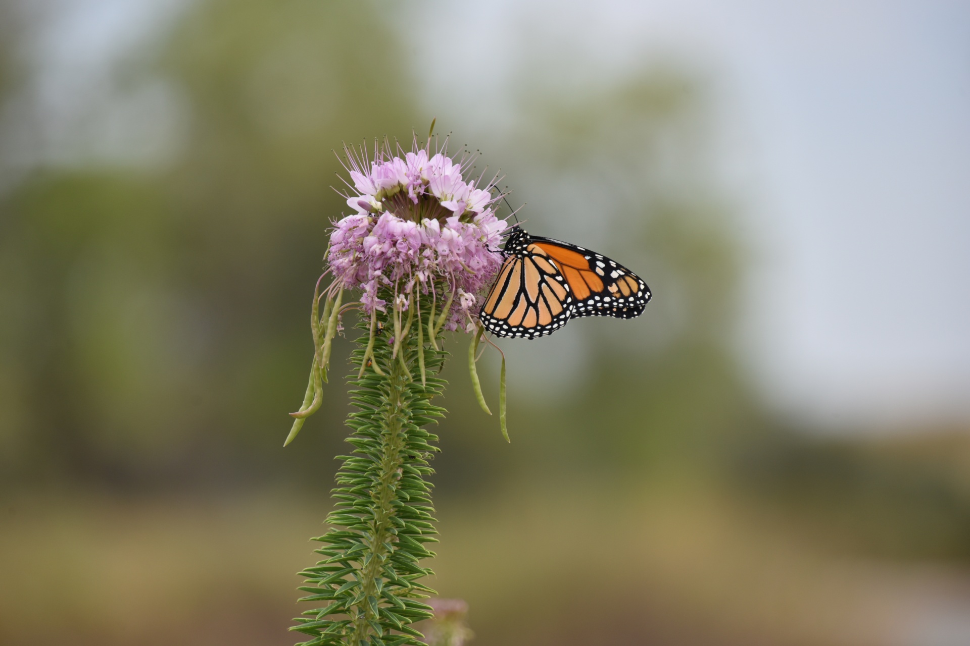 Monarch Buttterfly en bloem