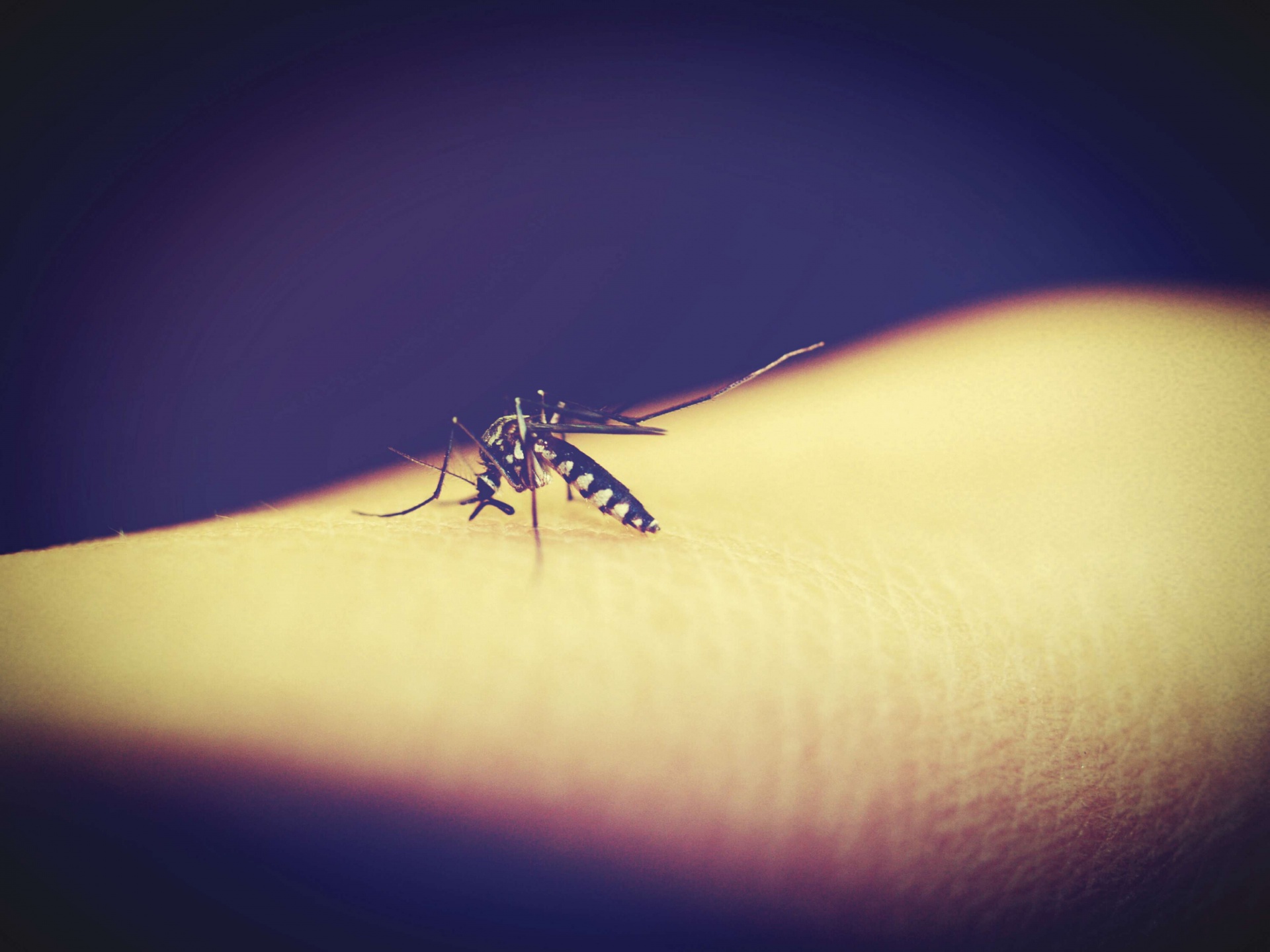 Mosquito chupando sangre