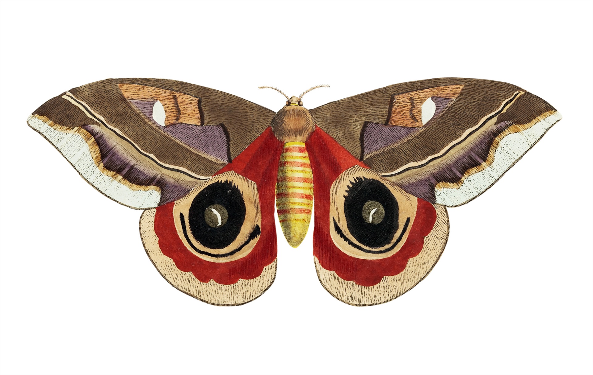 Nachtvlinder vlinder Vintage