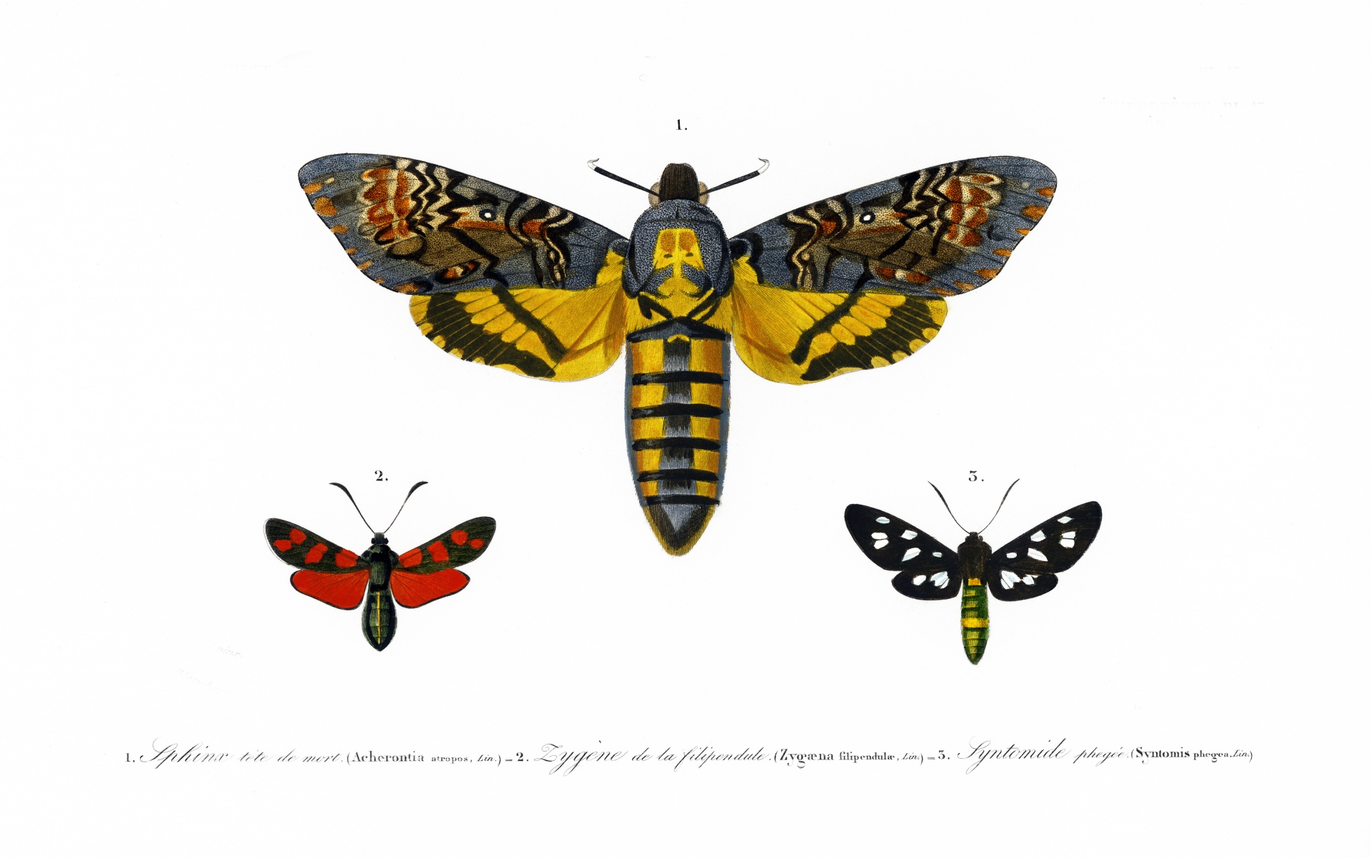 Polilla mariposa vintage