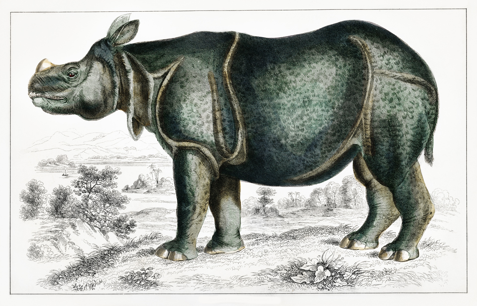 Rhinoceros Wild Animal India Vintage