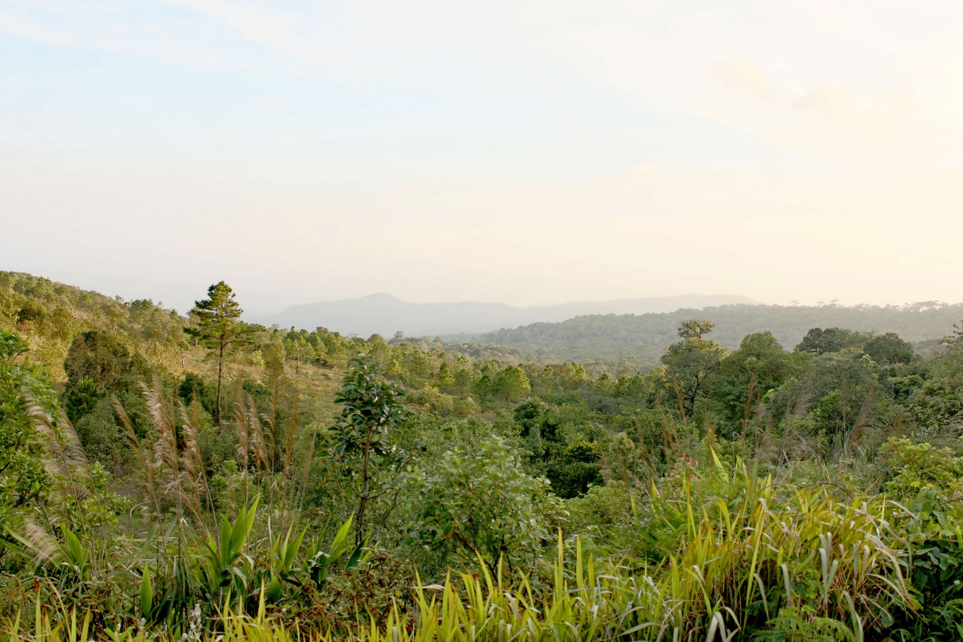 Naturaleza de la montaña Phu Rua, Phu Ru
