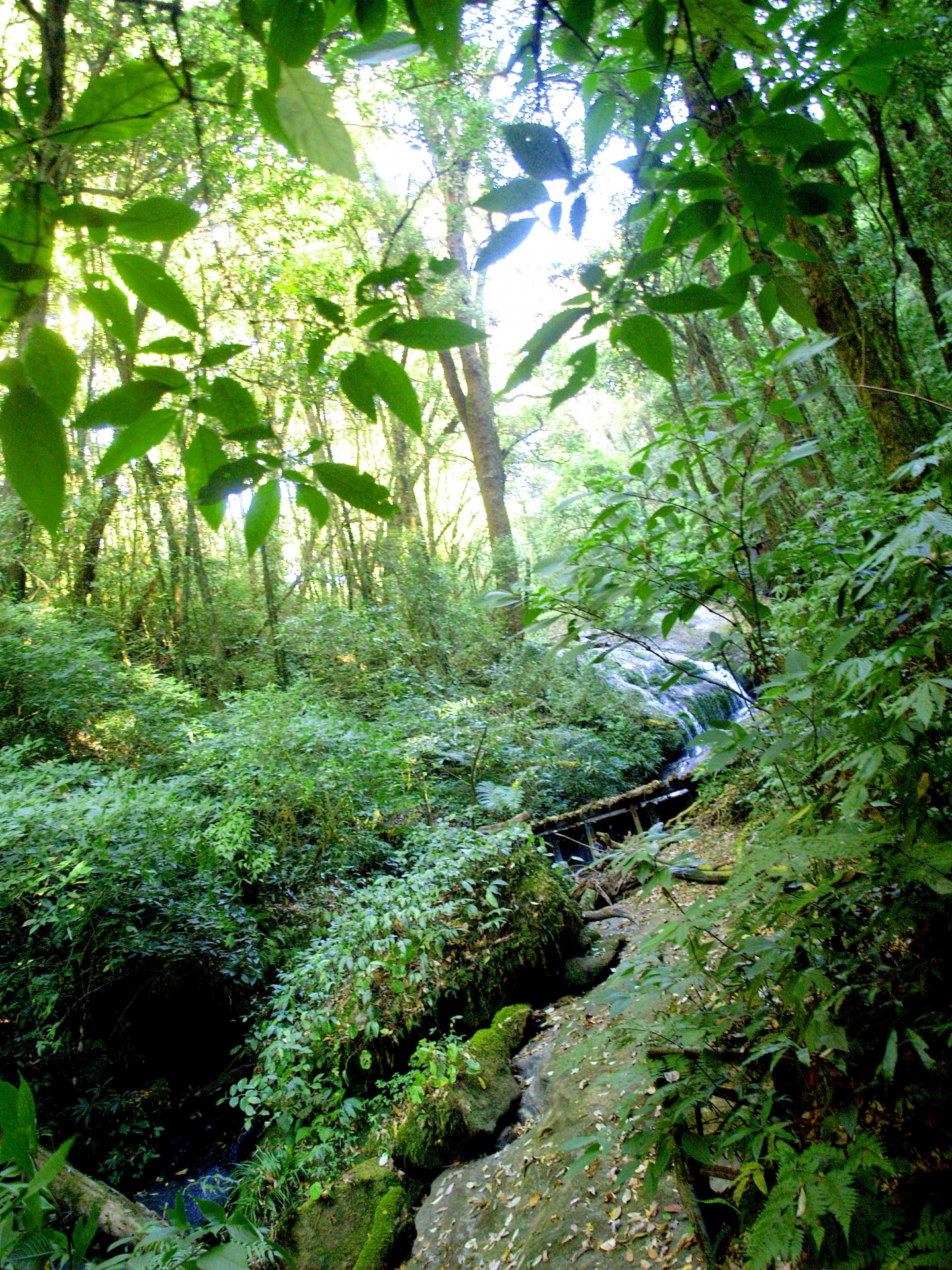Naturaleza selva tropical doi inthanon n