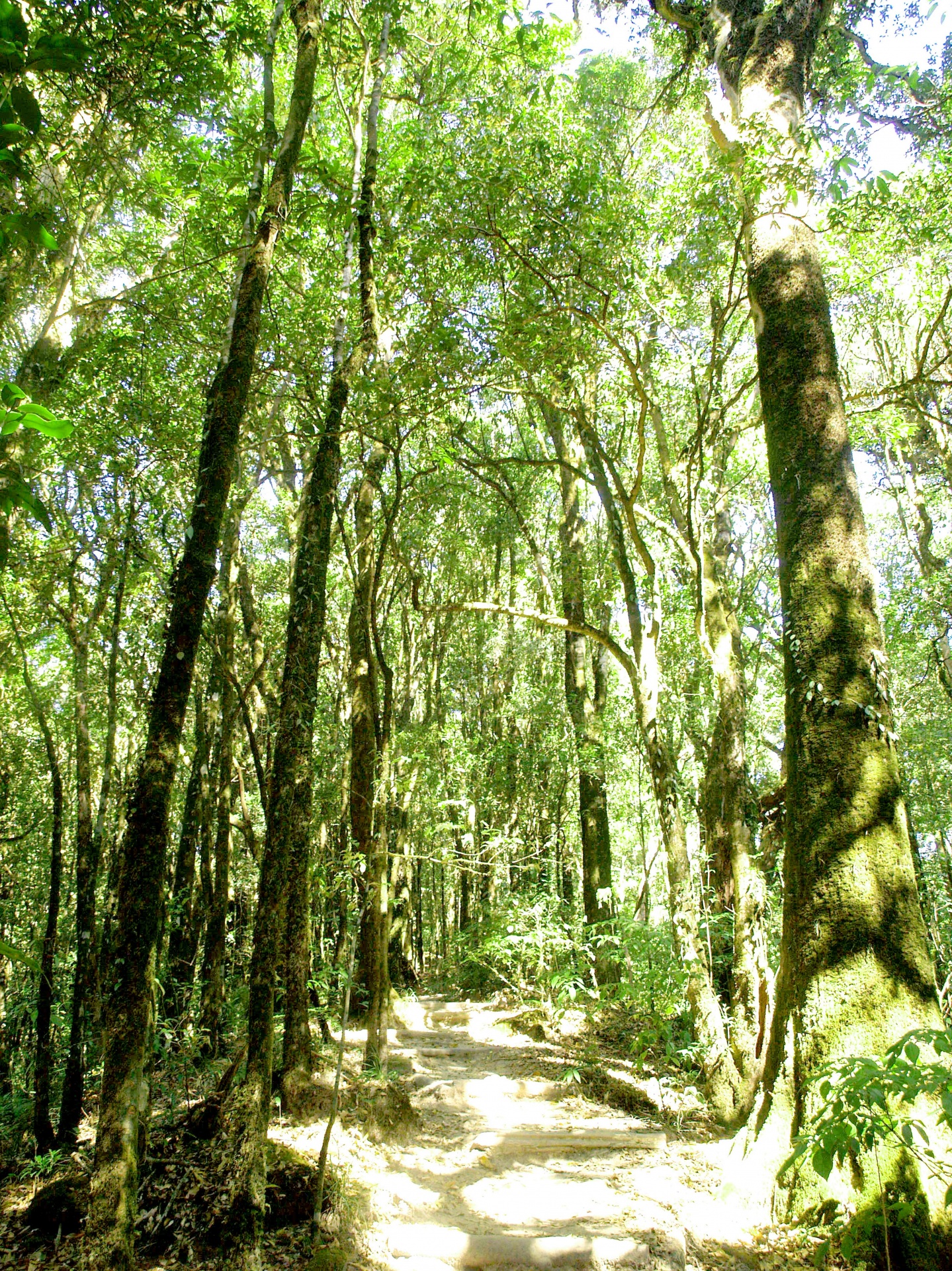 Nature forêt tropicale doi inthanon nati