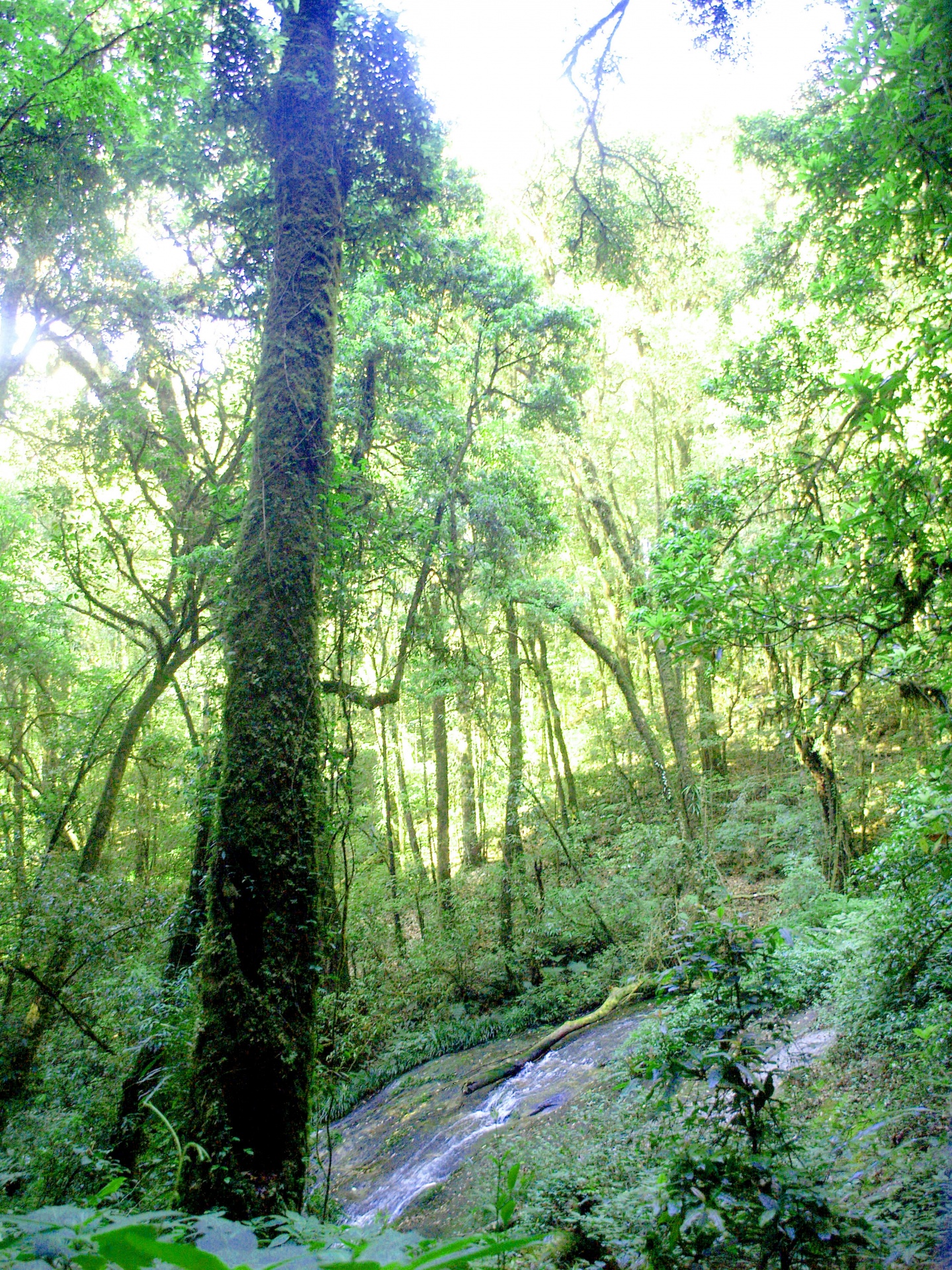 Nationaal doi van het aardregenwoud inth