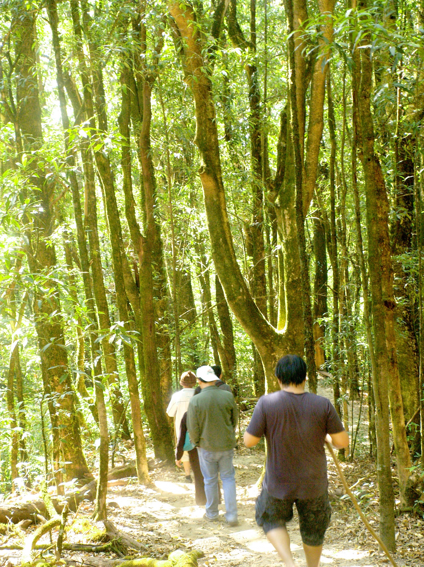 Naturaleza selva tropical doi inthanon n