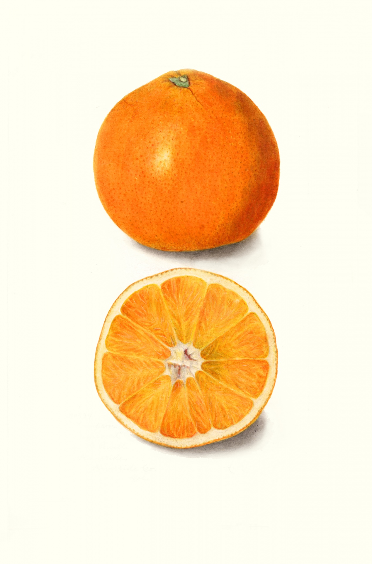 Oranje fruit fruit vintage
