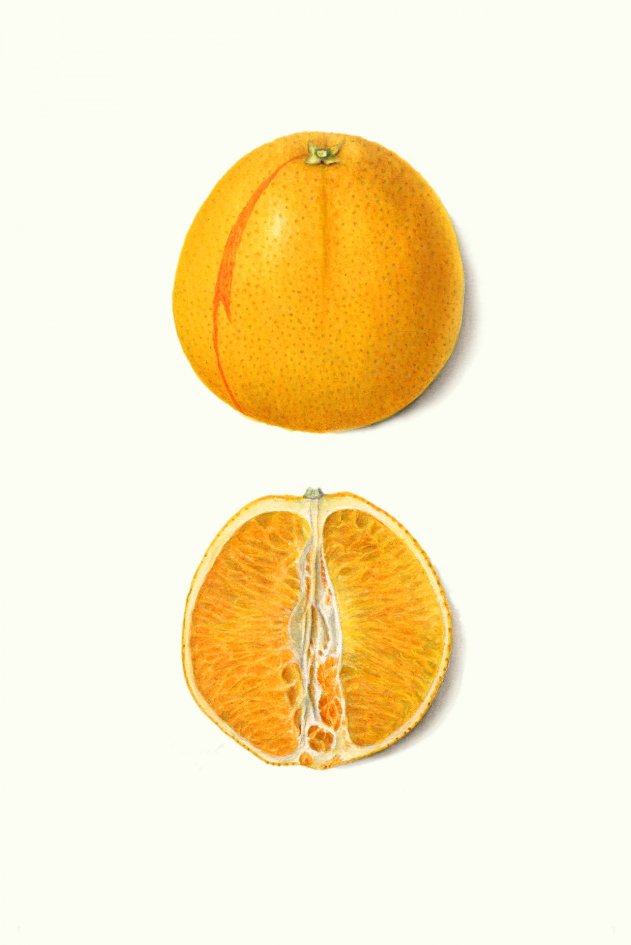 Naranja fruta fruta vintage