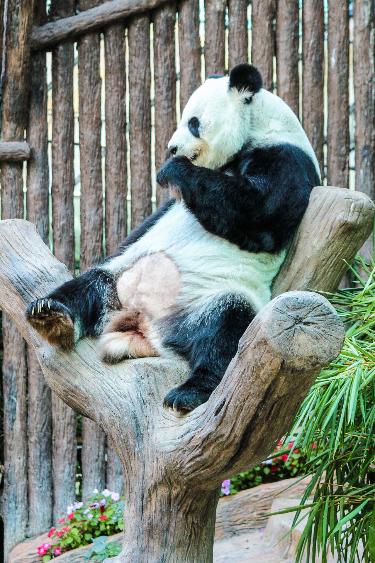 Panda in ChiangMai Zoo, Thailand