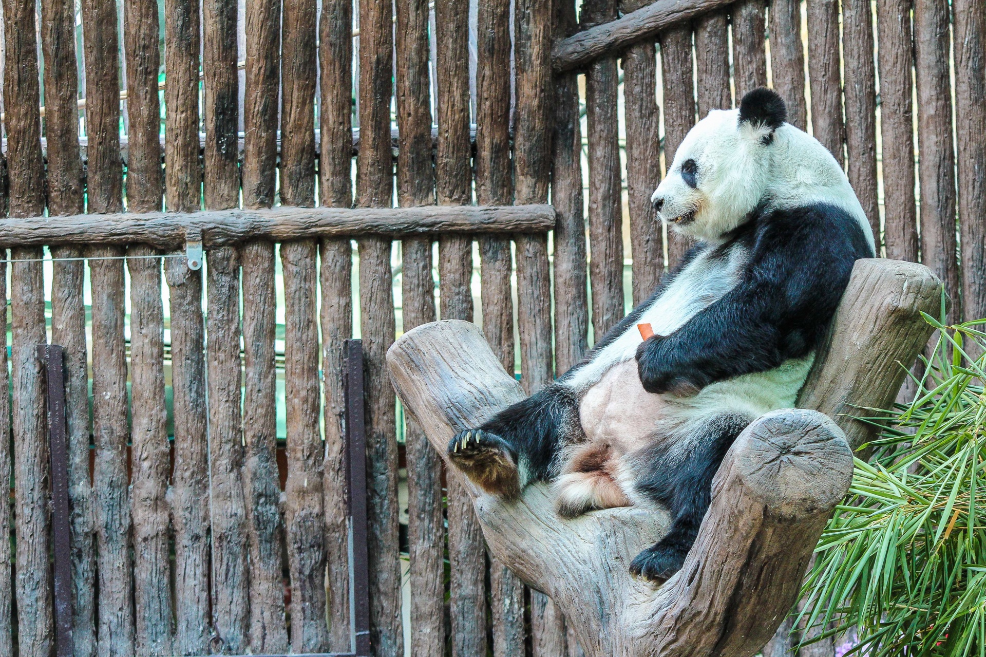 Panda in ChiangMai Zoo, Thailand