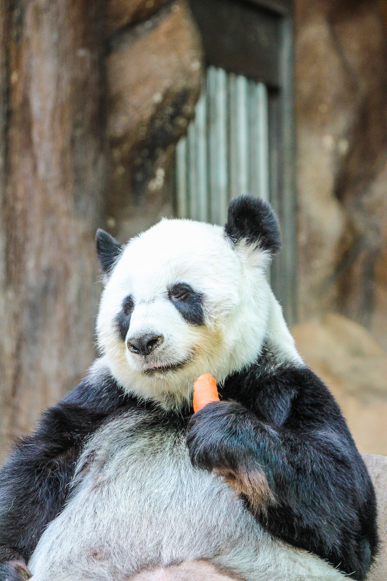 Panda en el zoológico de Chiang Mai, Tai