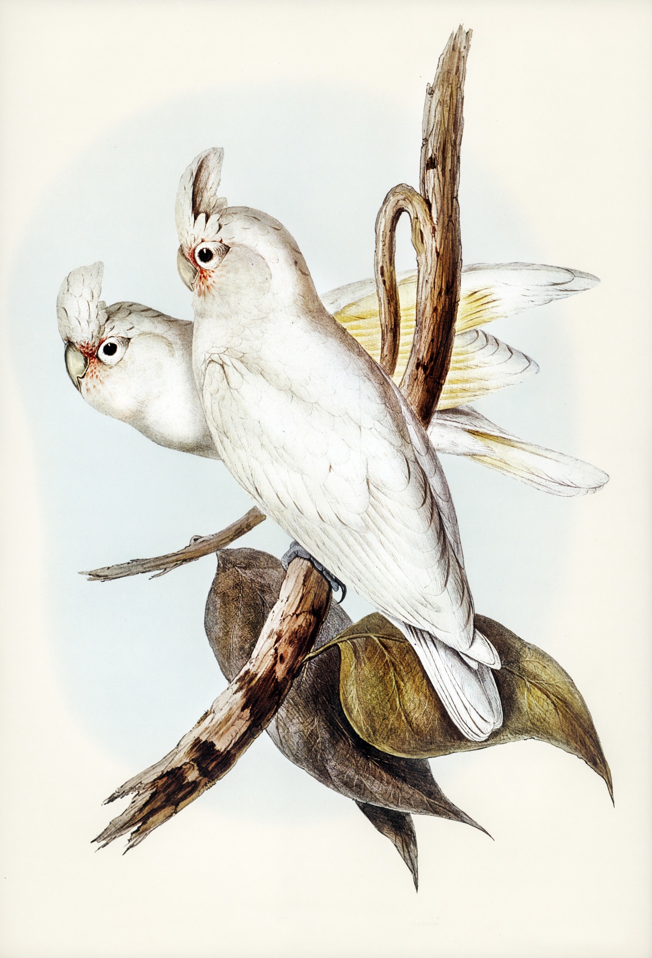 Papagei Kakadu Vogel Vintage