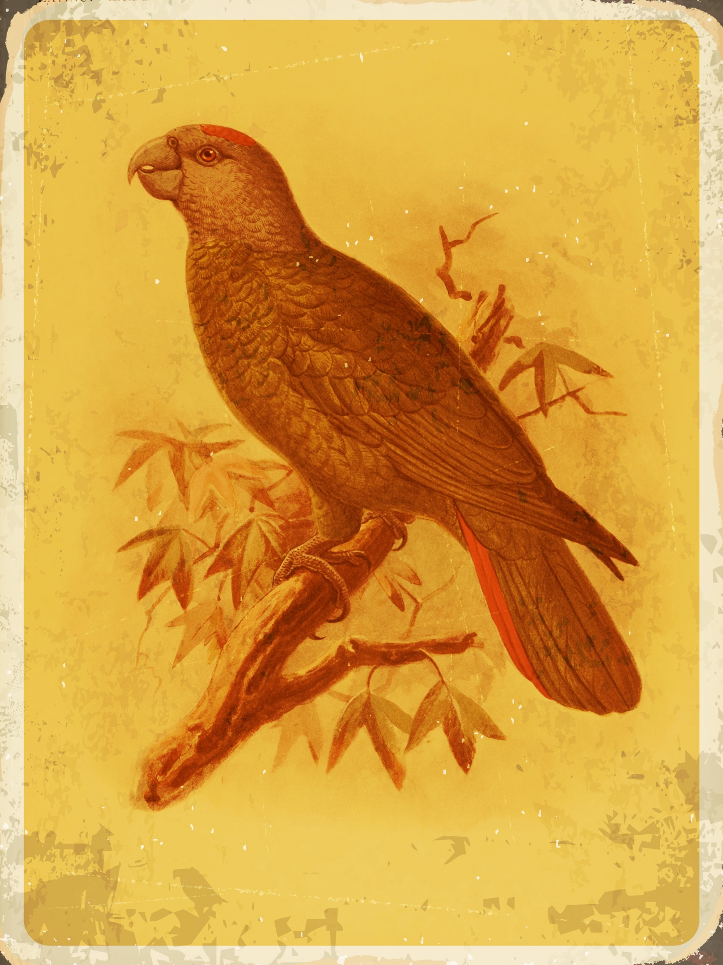 Parrot, Macaw Antique Print