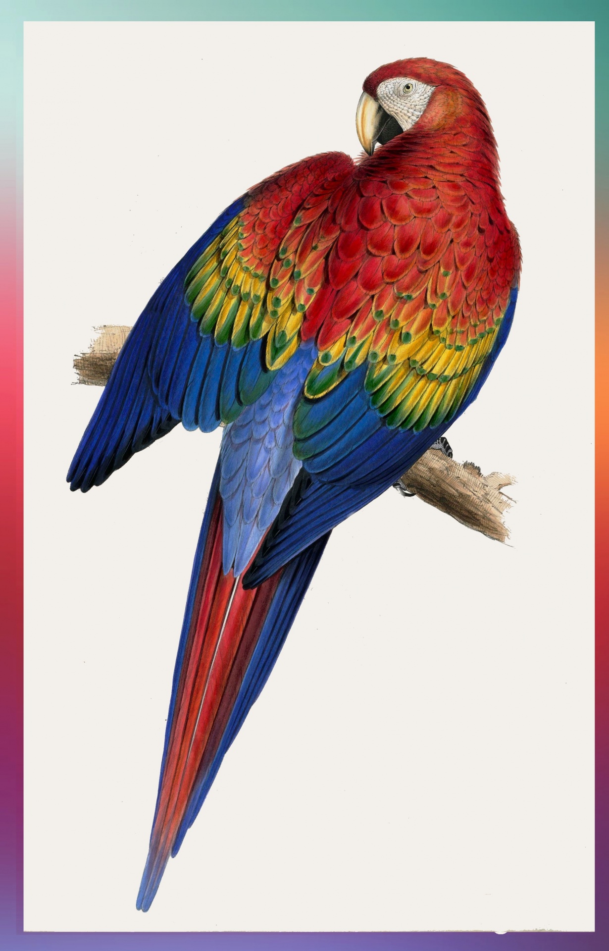Parrot - LEAR 1