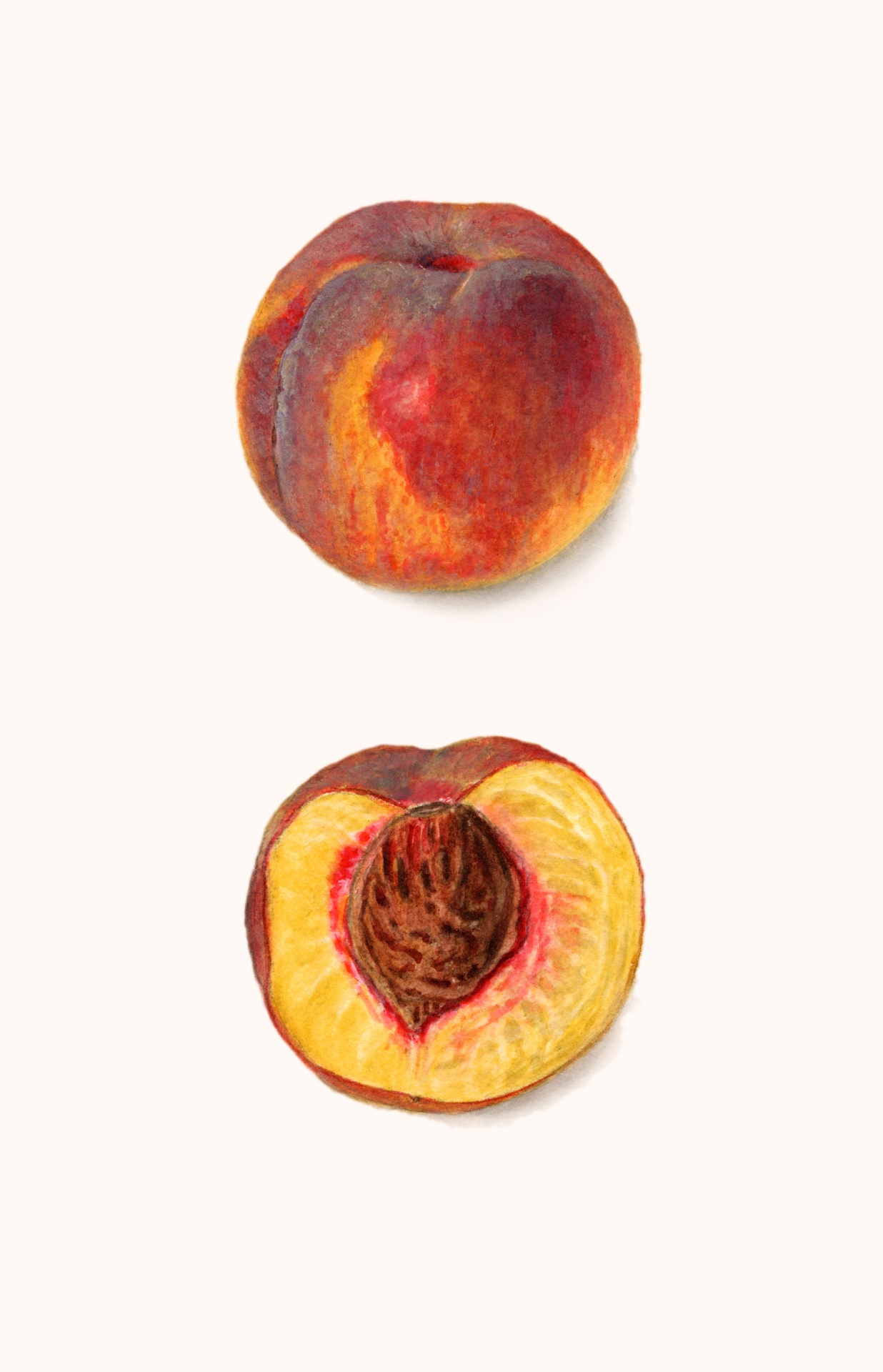 Perzik fruit fruit vintage