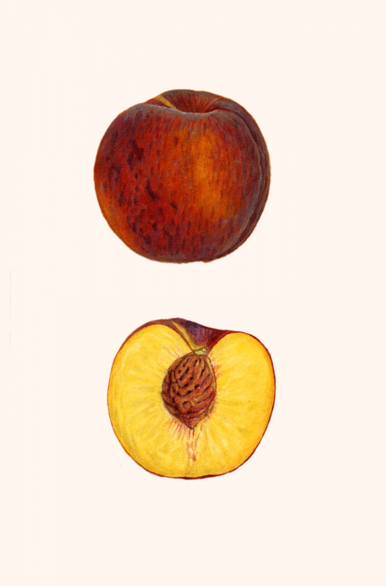 Perzik fruit fruit vintage
