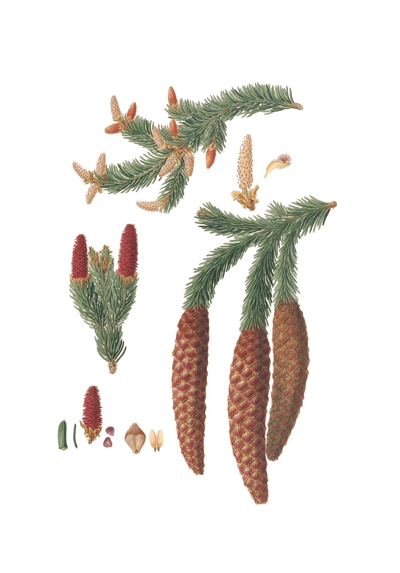 Pinecones Botanical Art
