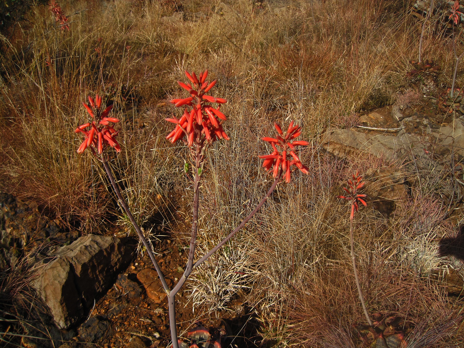 Pink Aloe Flowers In South Africa