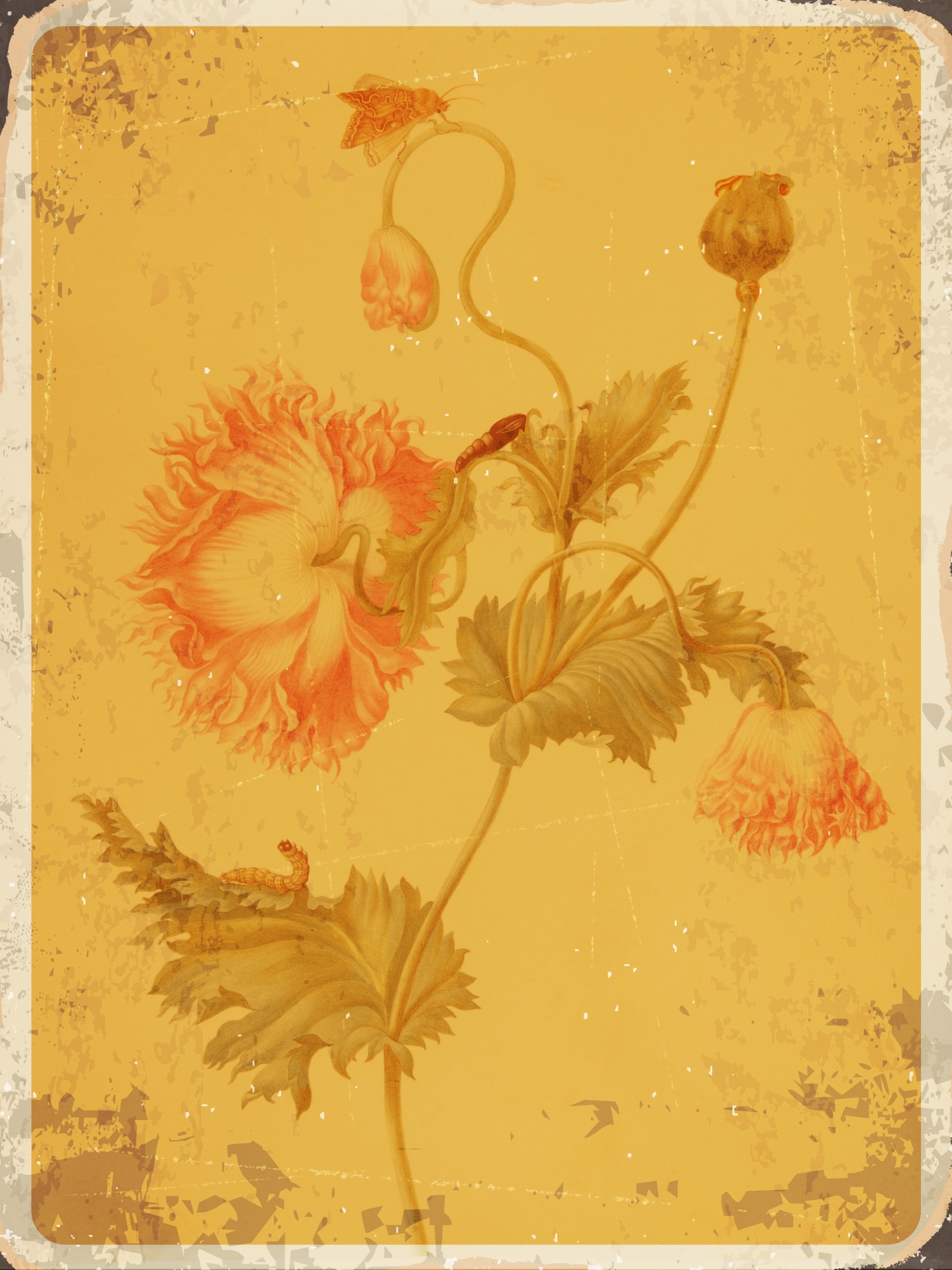 Poppy Flower Vintage Achtergrond