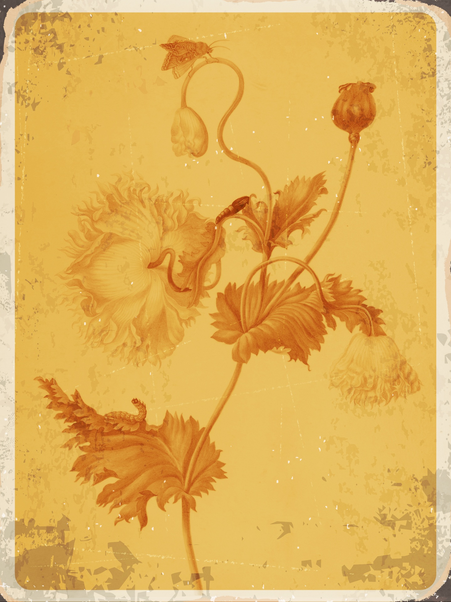 Fondo vintage de flor de amapola