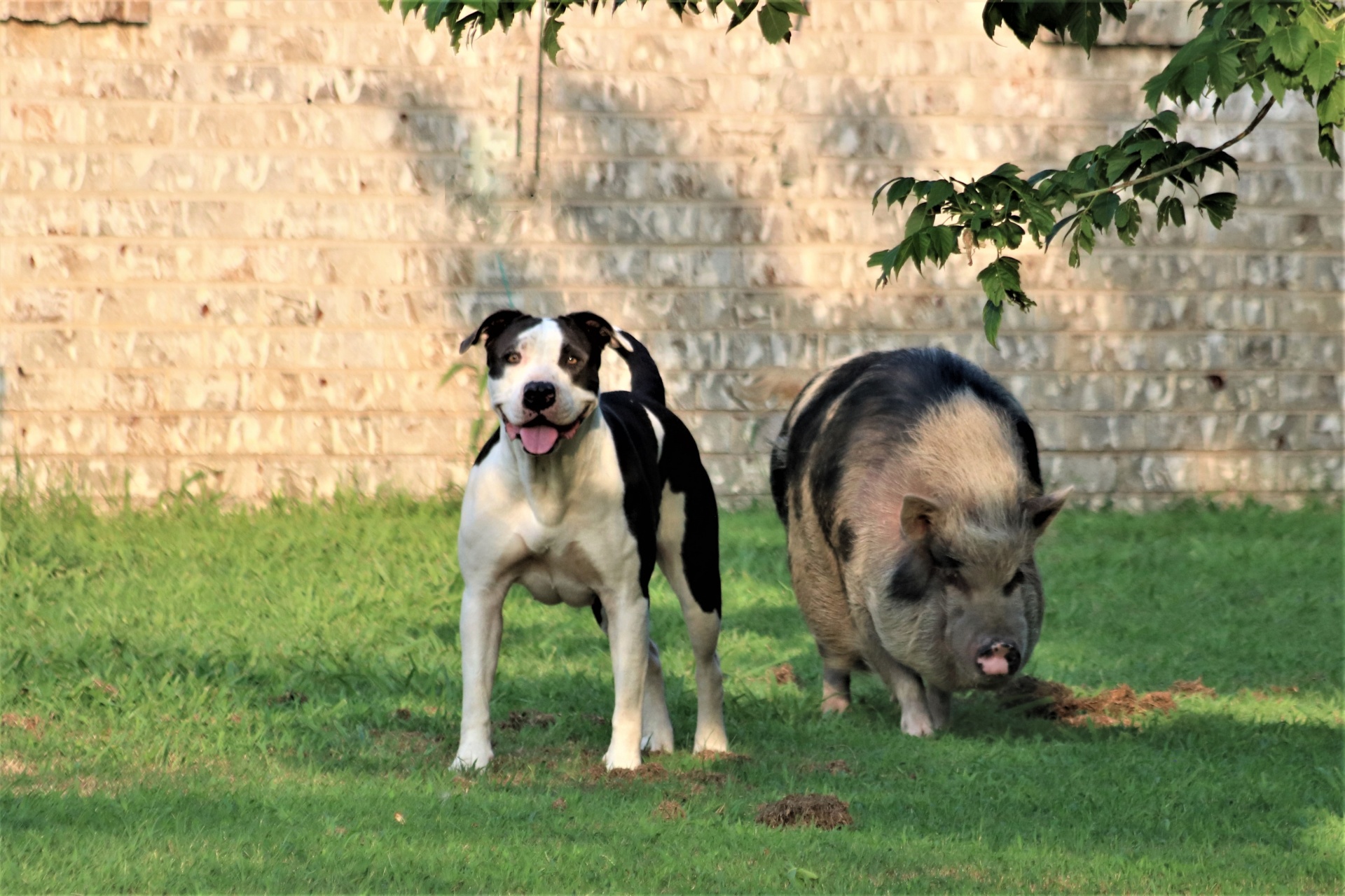 Cerdo barrigón y perro