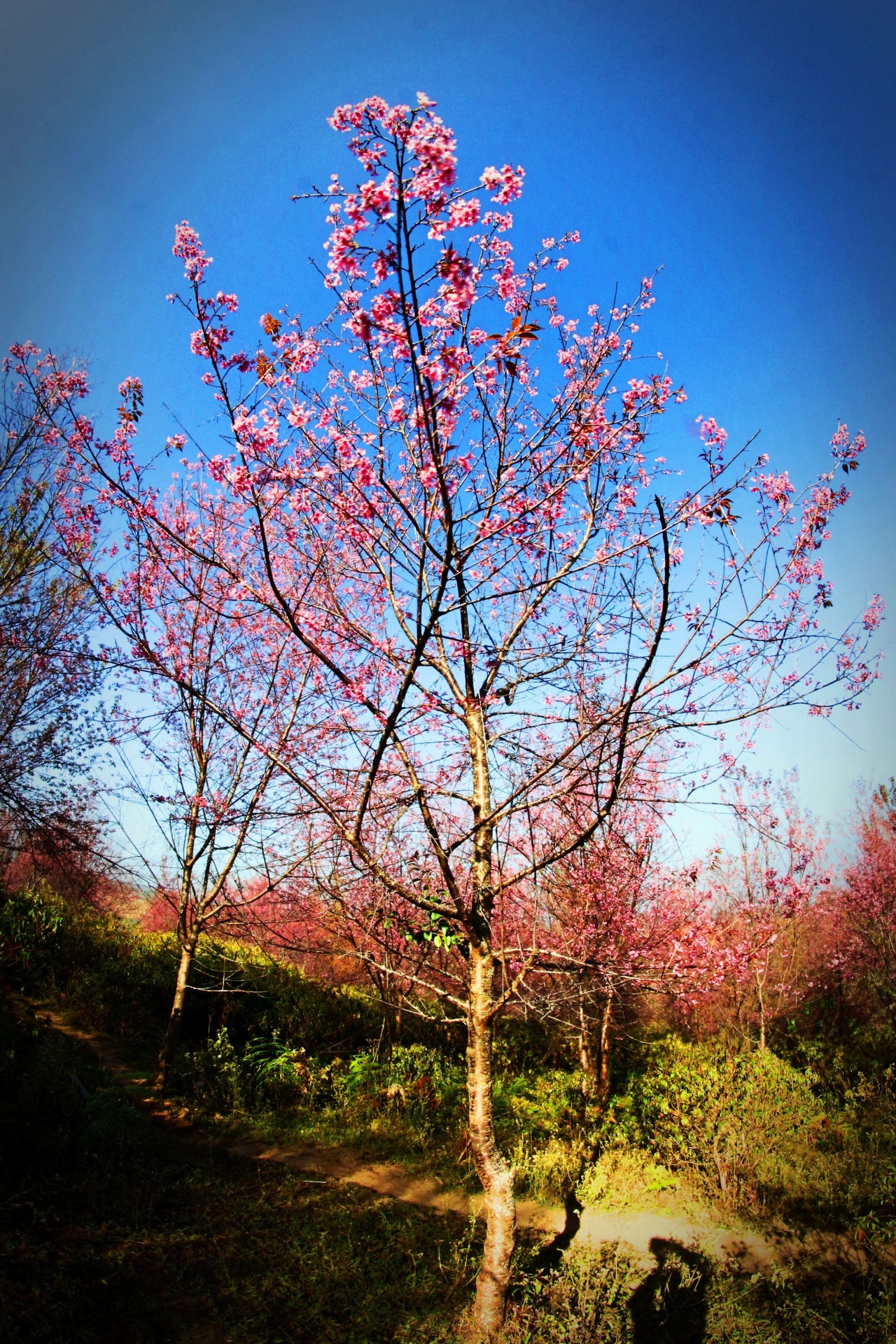 Prunus Cerasoides ,Wild Himalayan Cherry
