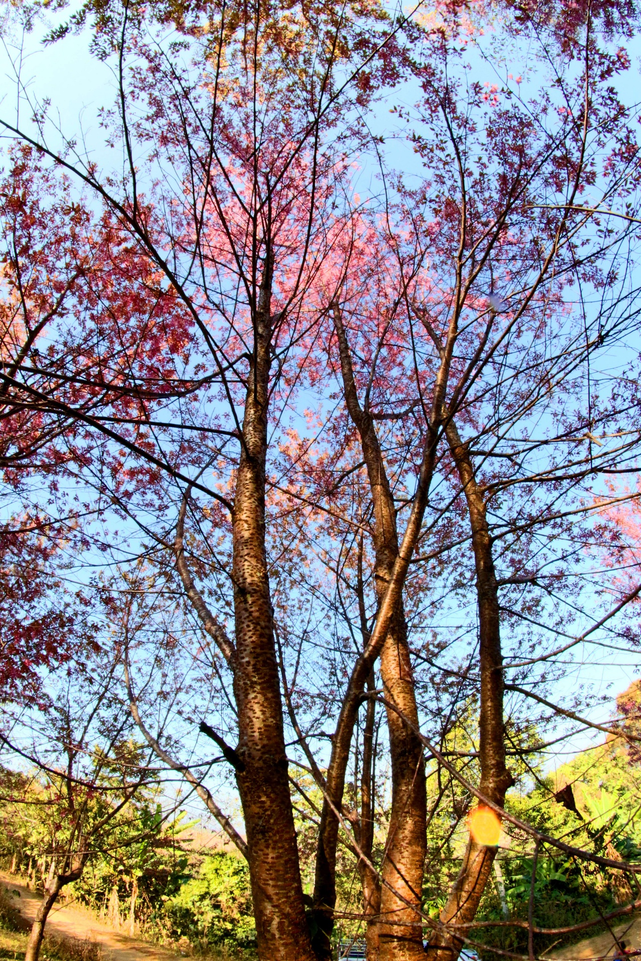 Prunus cerasoides, cereza silvestre del