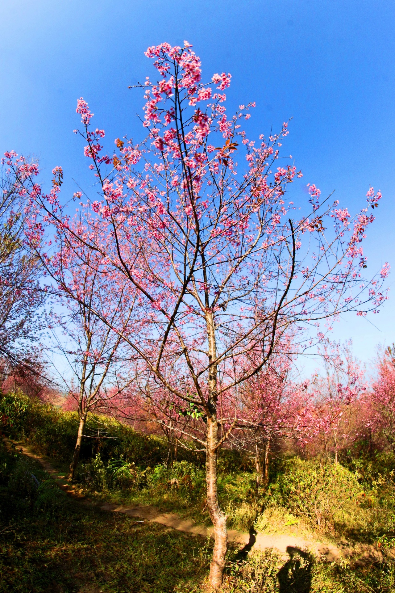 Prunus cerasoides, cereza silvestre del