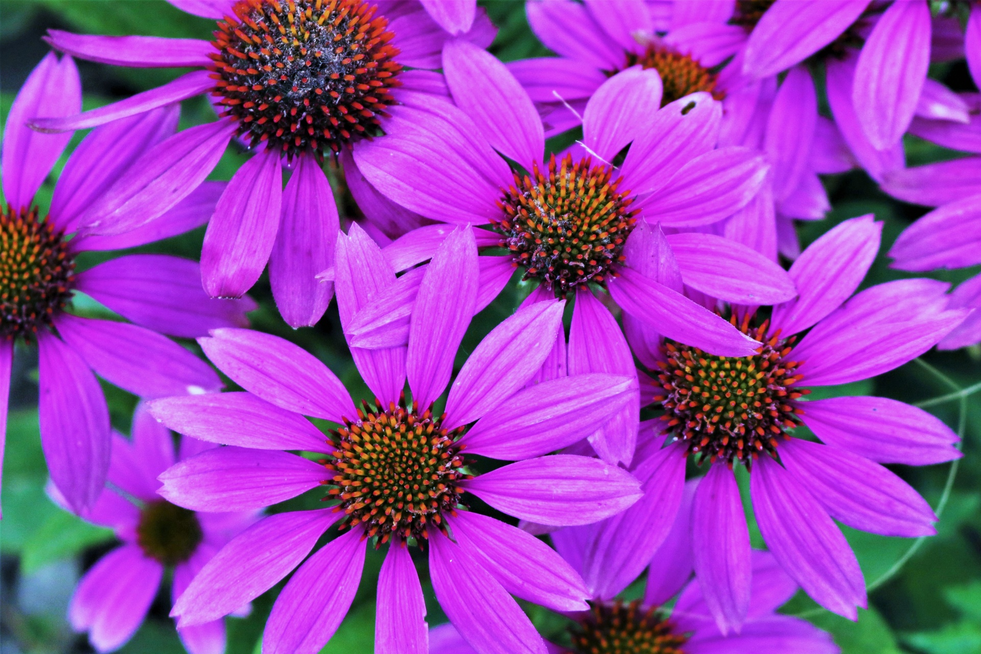 Purple Coneflowers Background