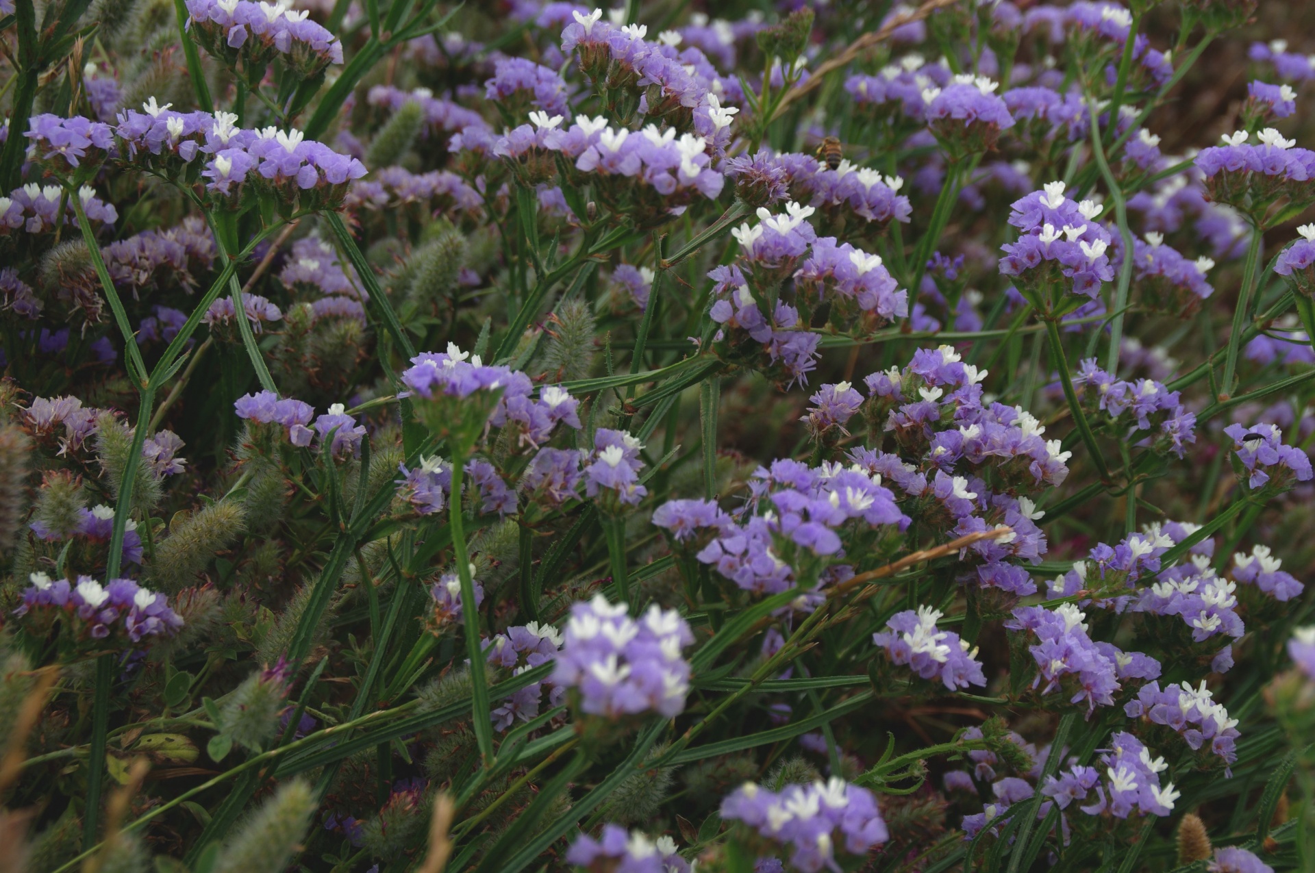 Fondo de flores de statice púrpura