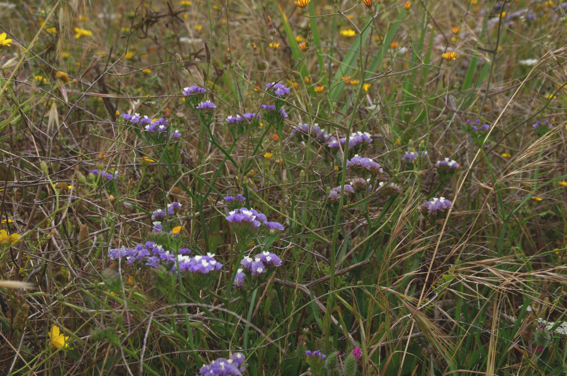 Statice púrpura flores en estado salvaje