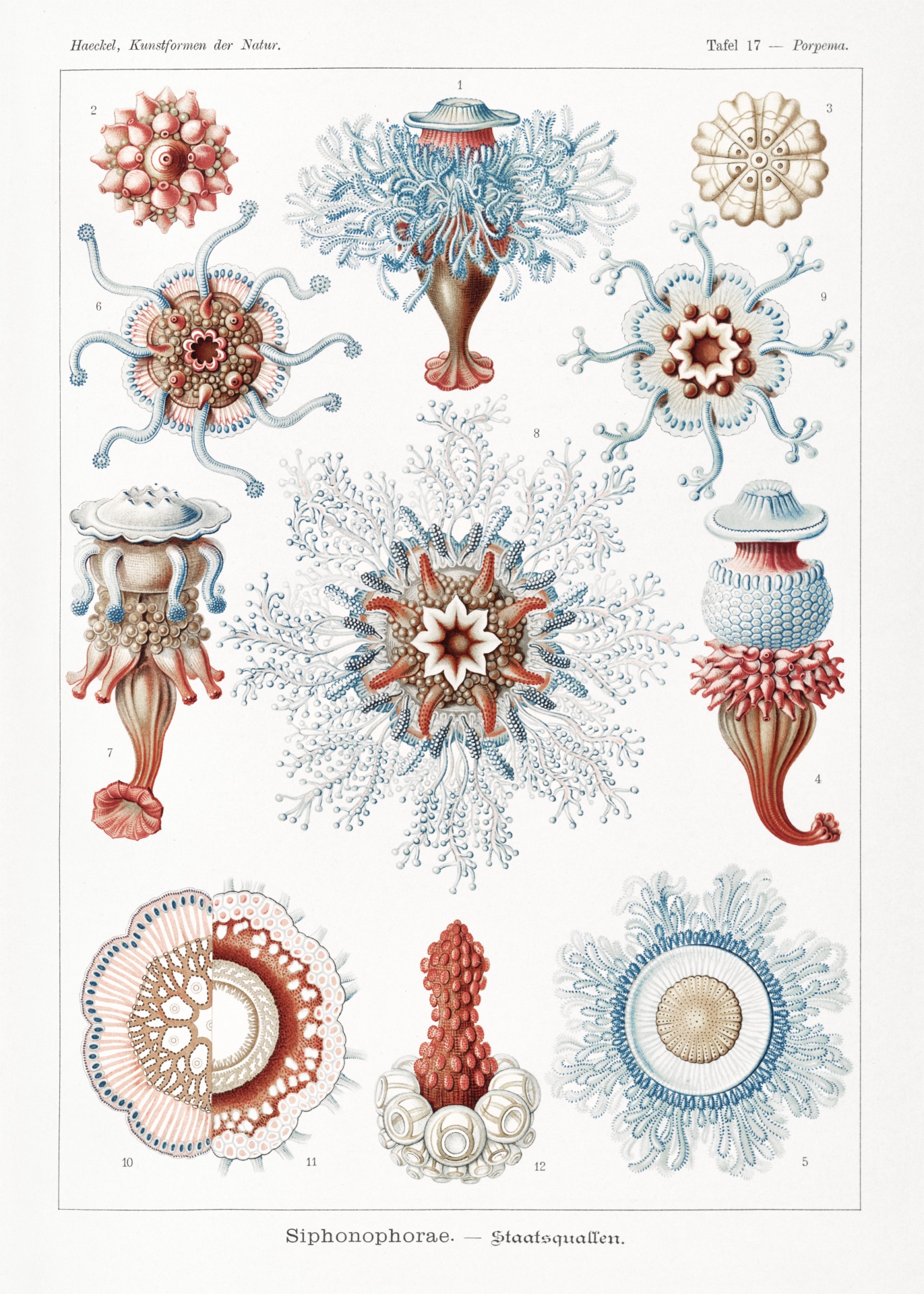 Jellyfish Fish Reef Vintage
