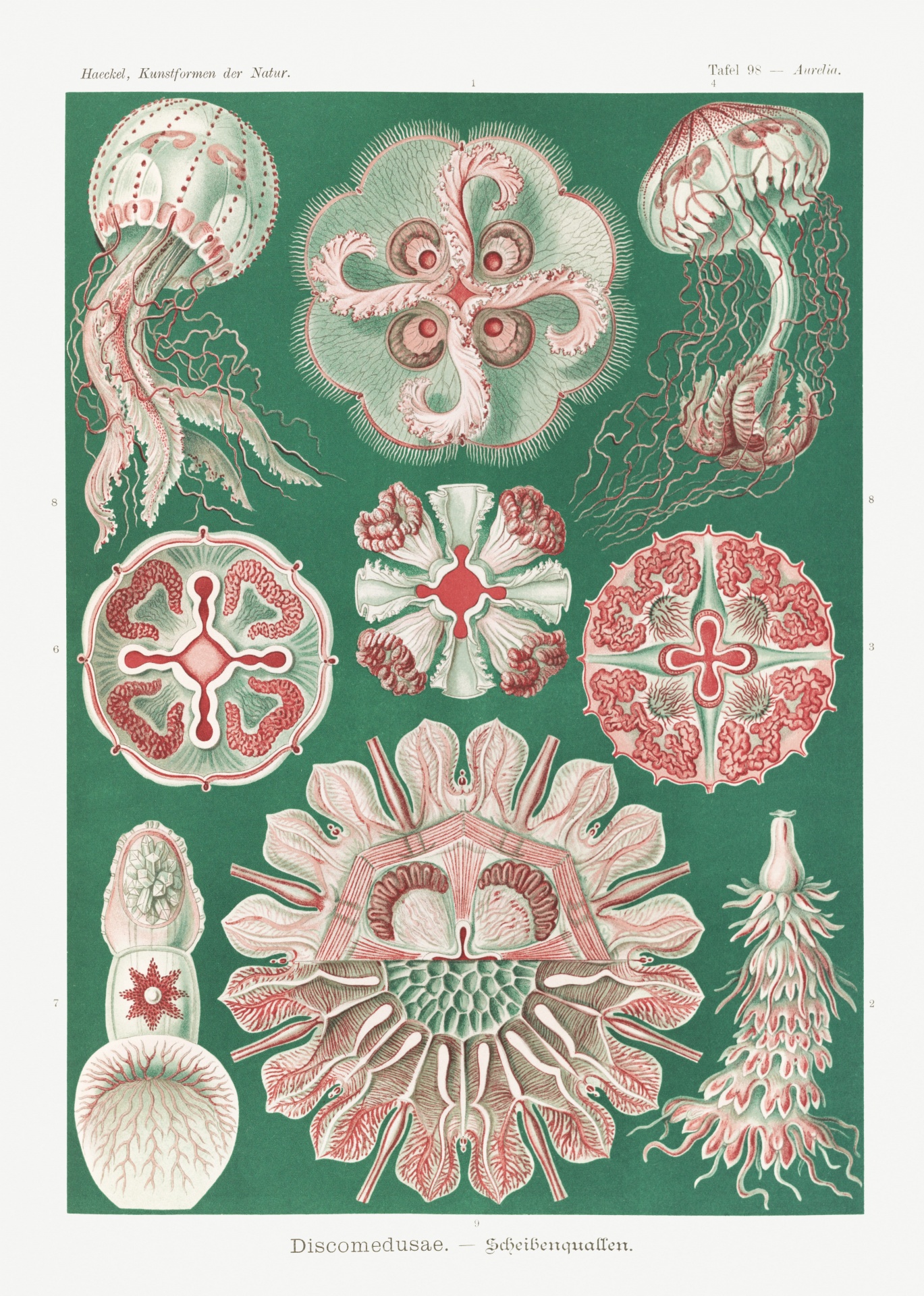 Jellyfish Fish Reef Vintage