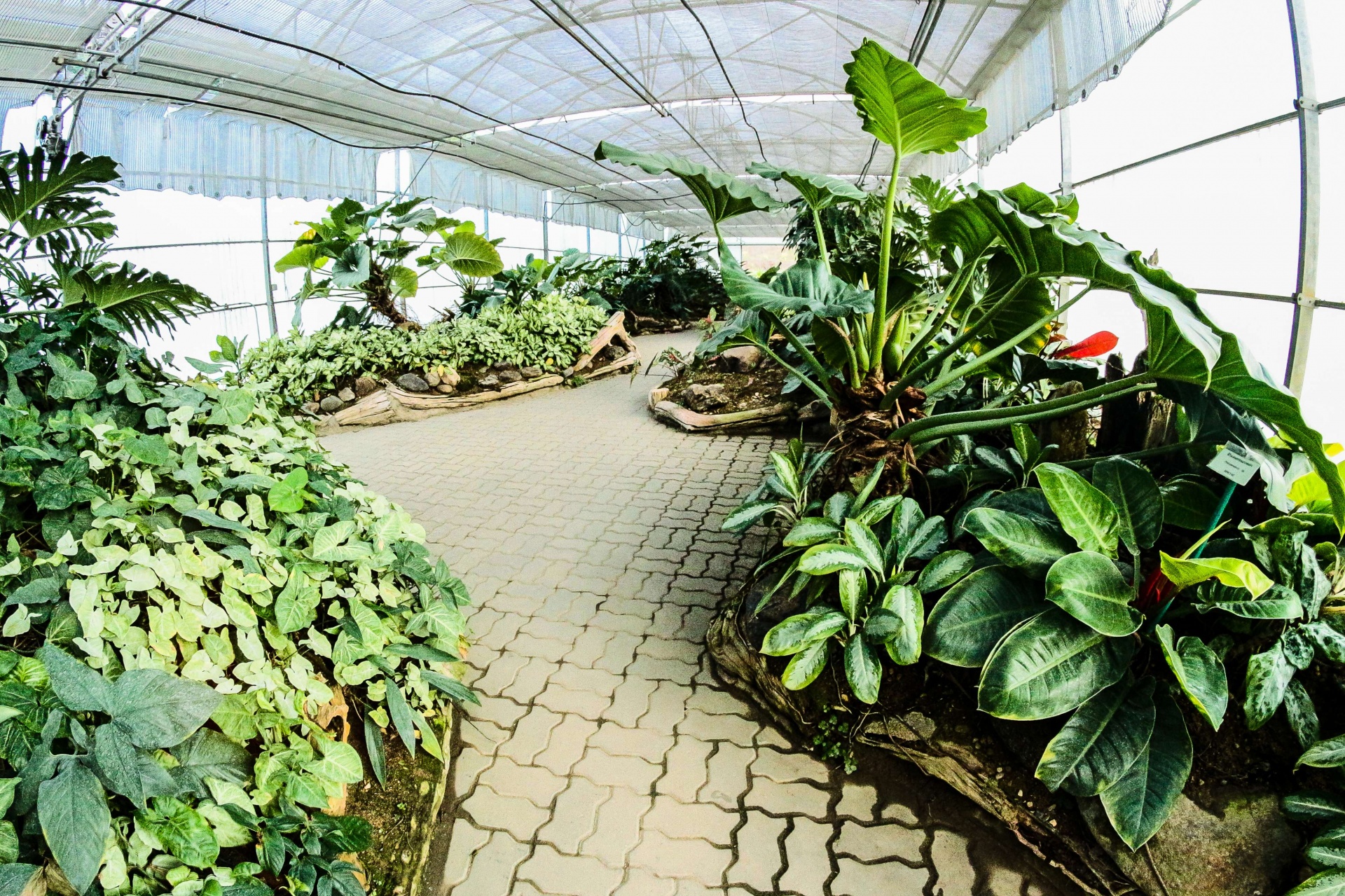 Jardín Botánico Reina Sirikit