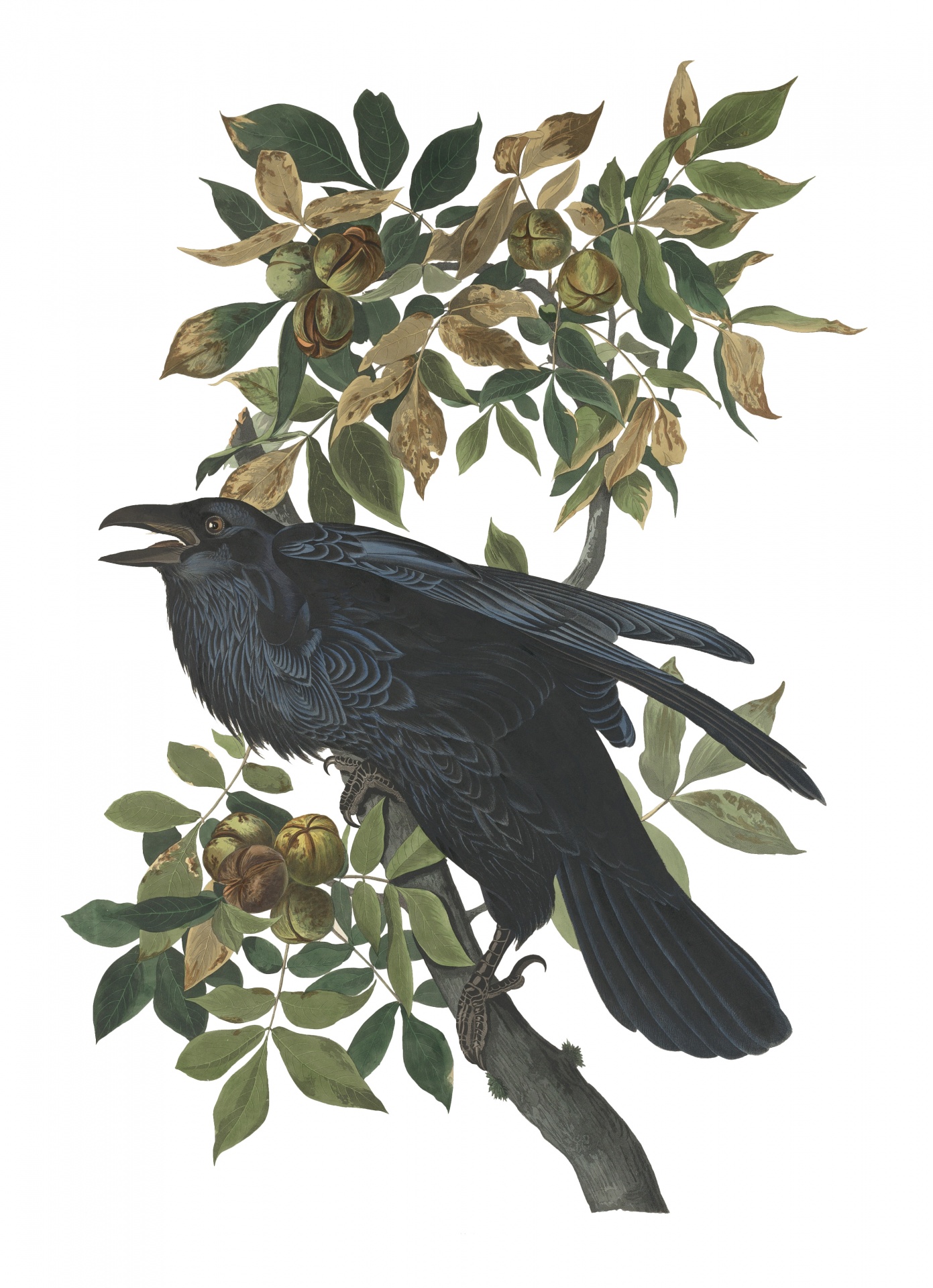 Impresión de pintura de cuervo