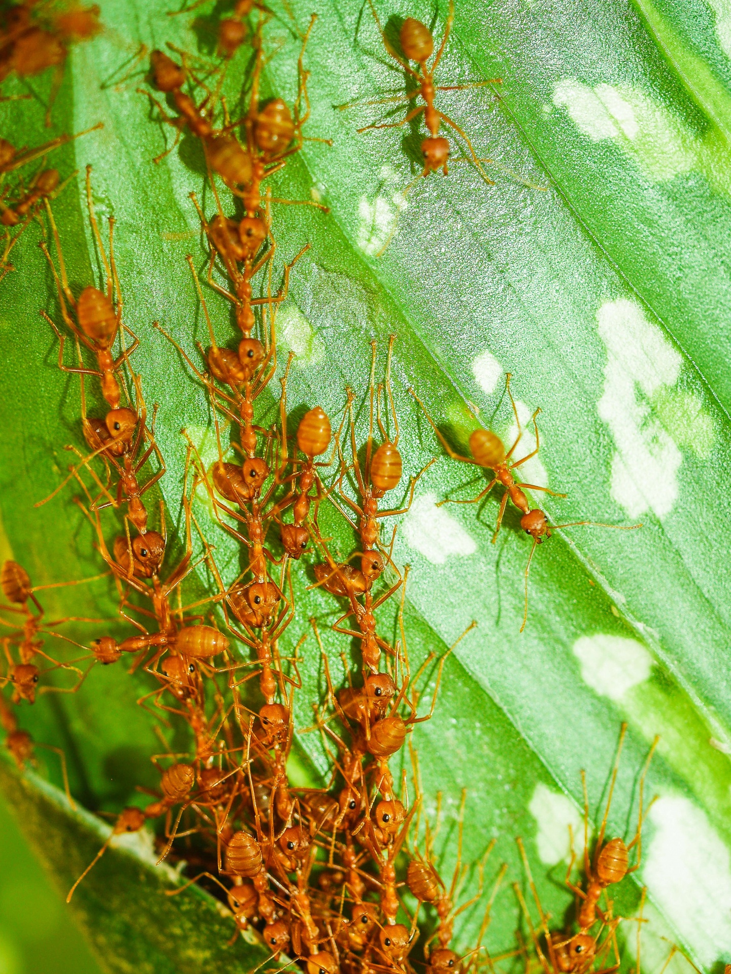 Rode mieren