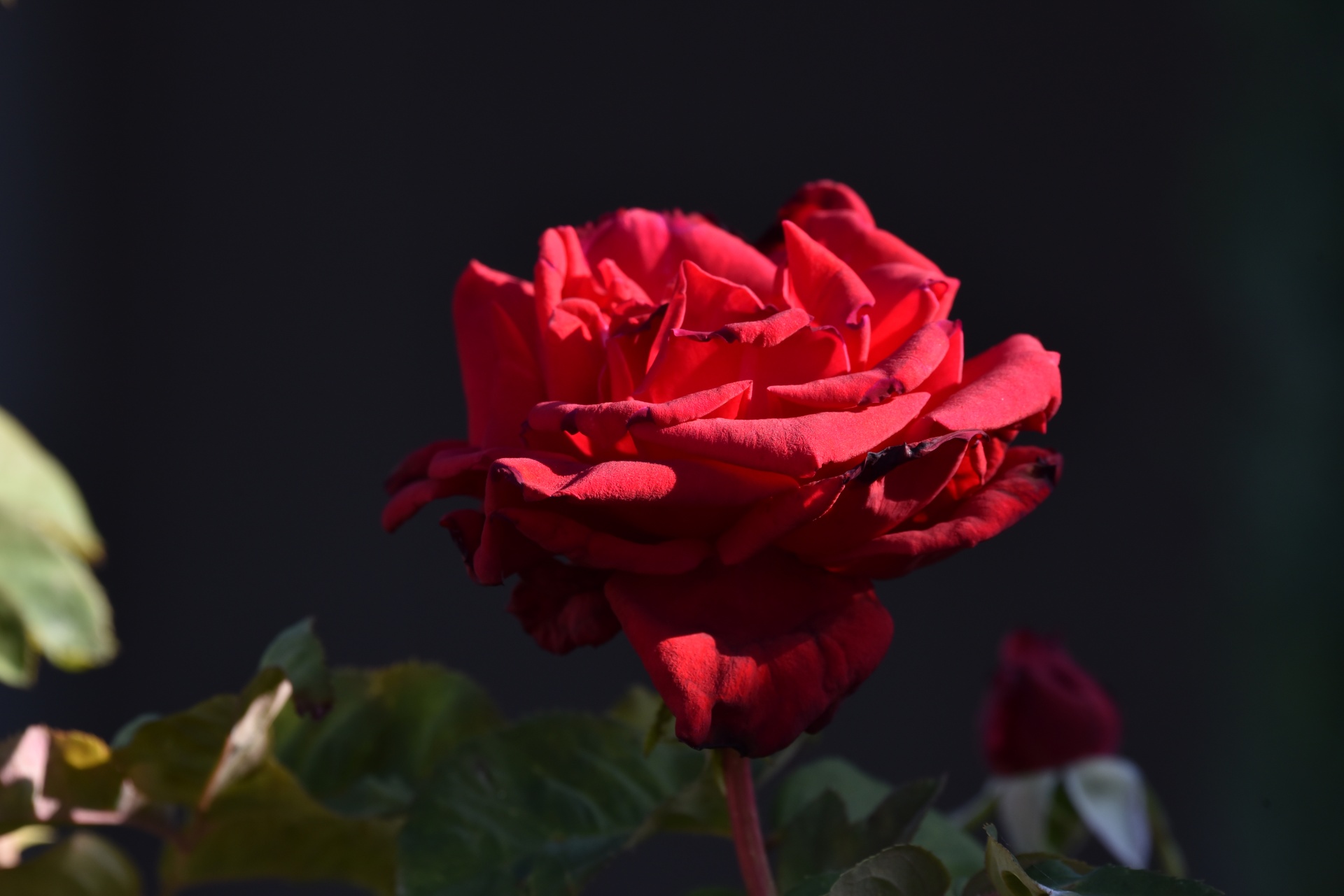 Rose rouge, fond sombre