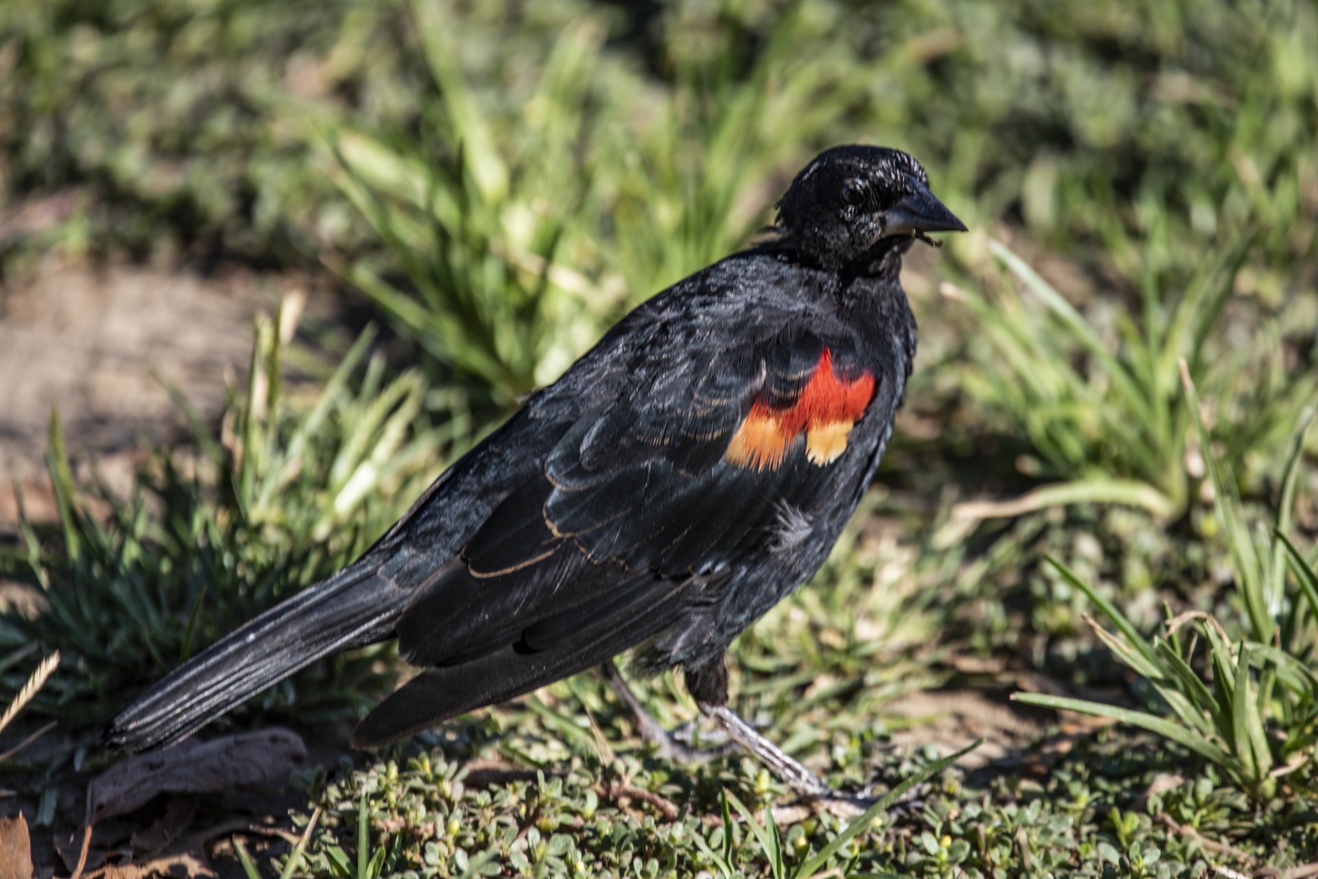 Pájaro negro de hombros rojos